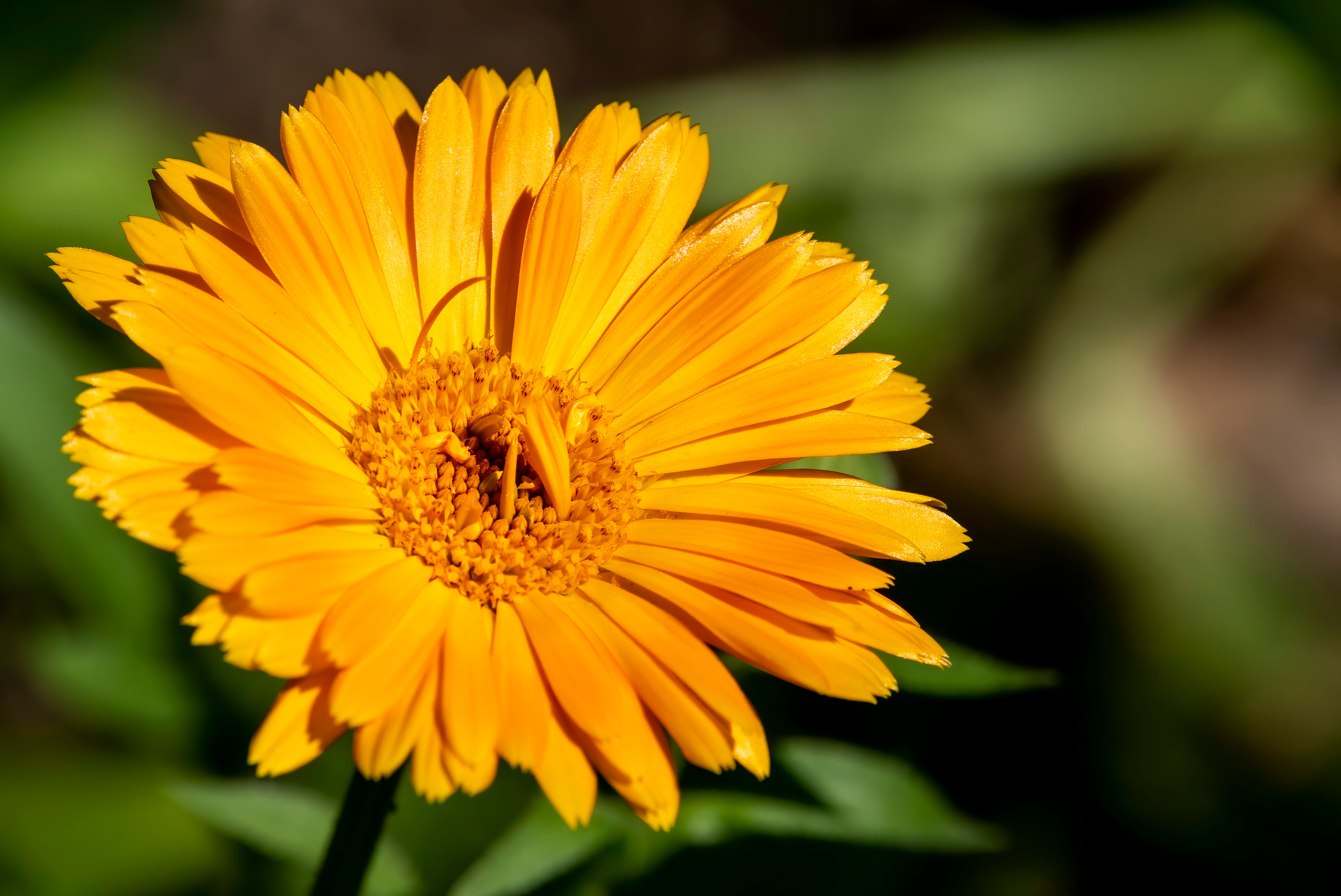 Цветы. Создание обучающих видеороликов Puponin Production