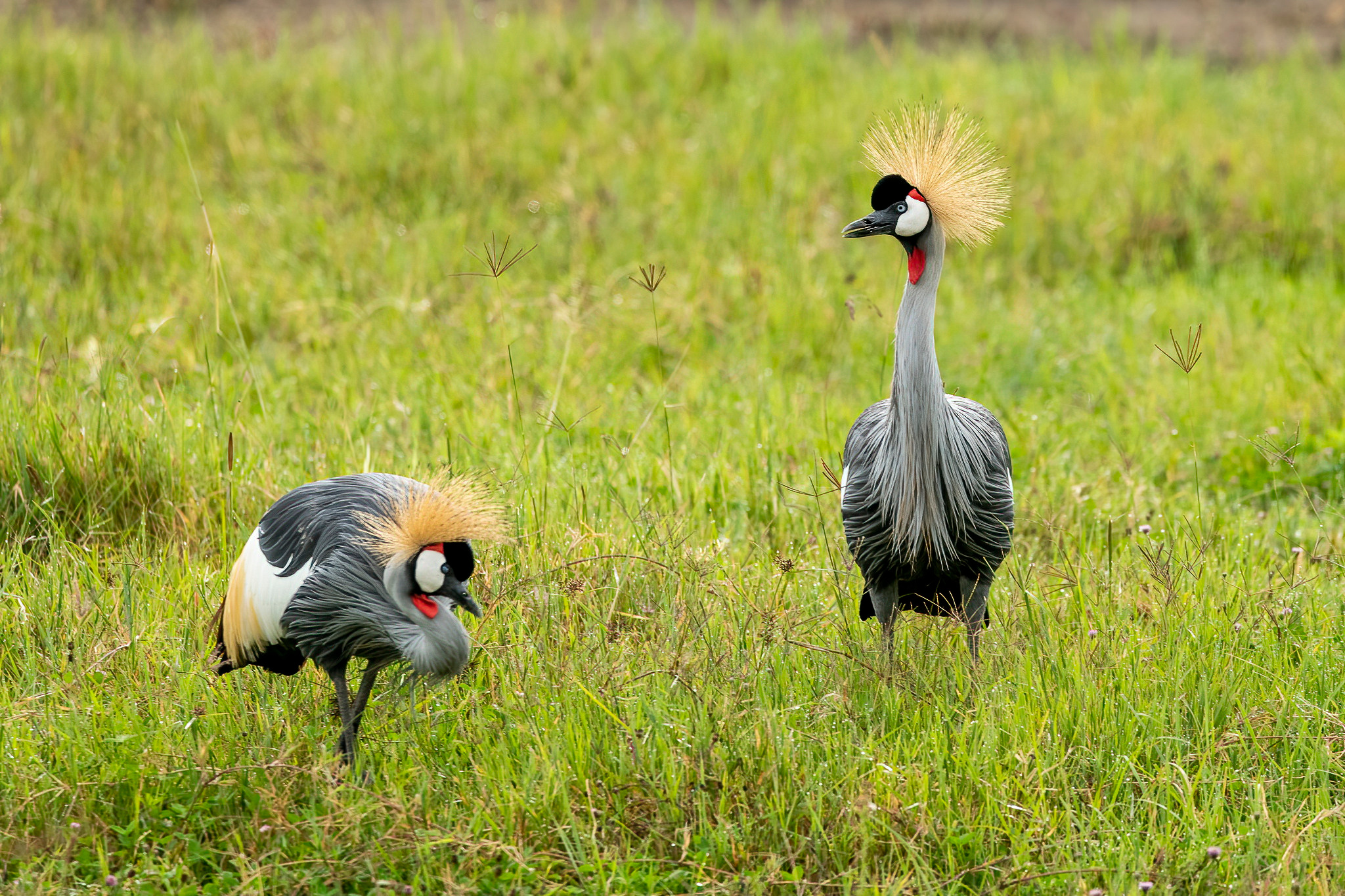 Танзания 2021. Создание обучающих видеороликов Puponin Production