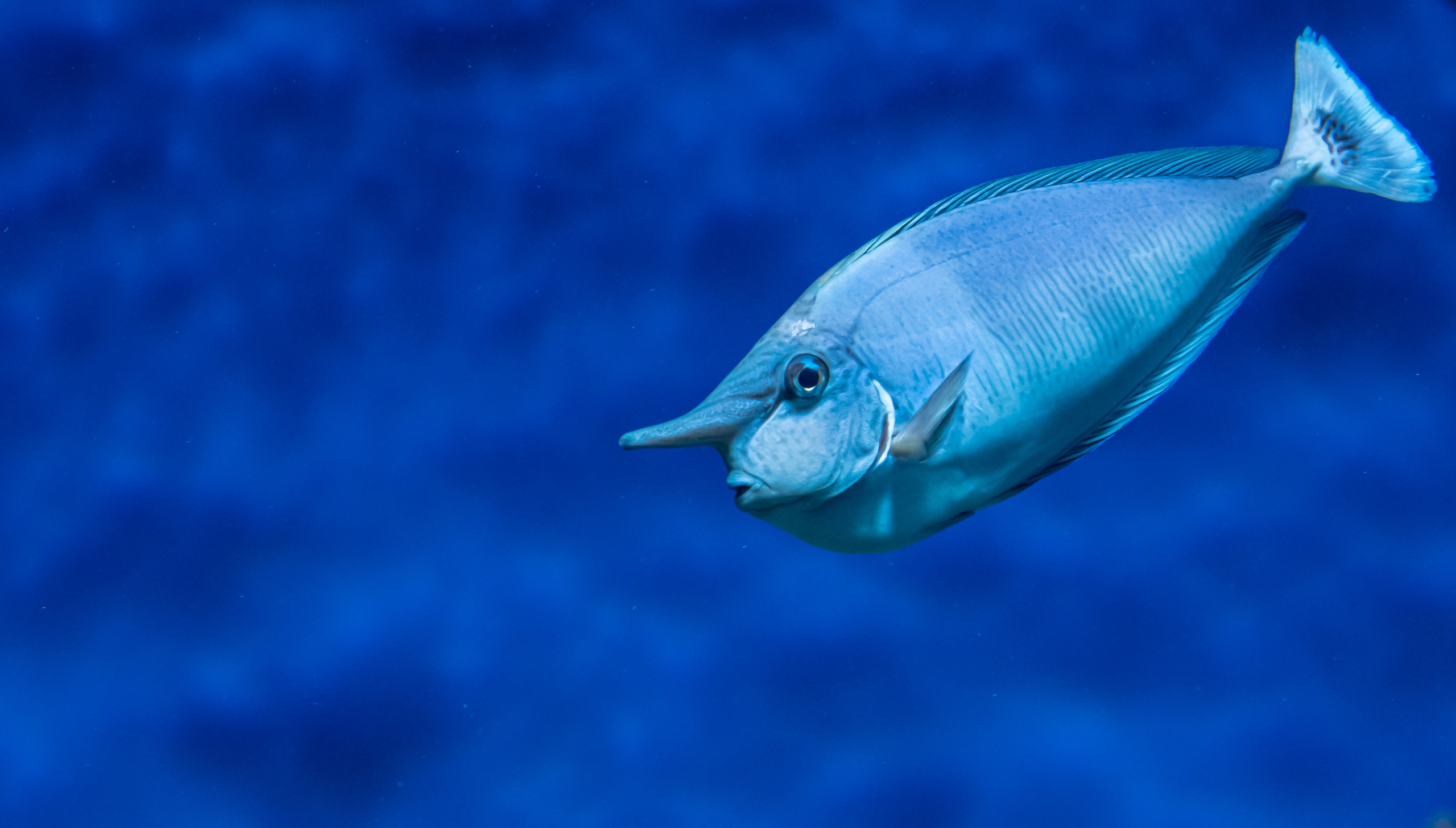 Рыбы и прочие обитатели воды. Создание обучающих видеороликов Puponin Production