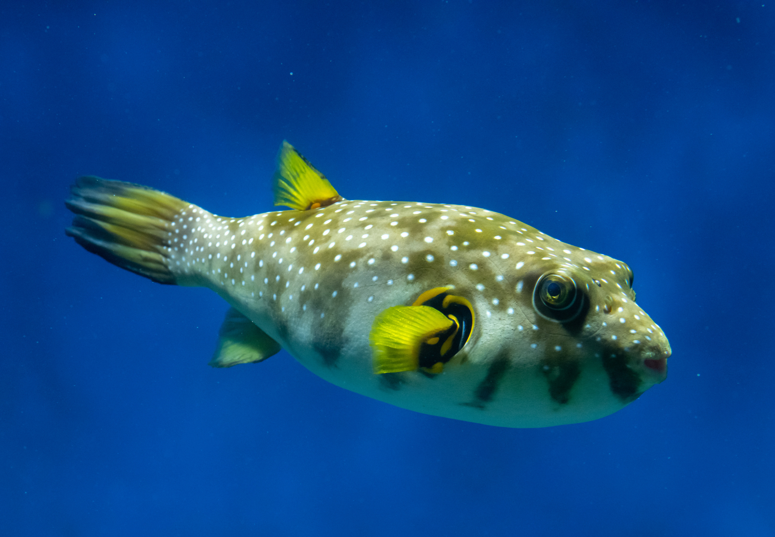 Рыбы и прочие обитатели воды. Создание обучающих видеороликов Puponin Production