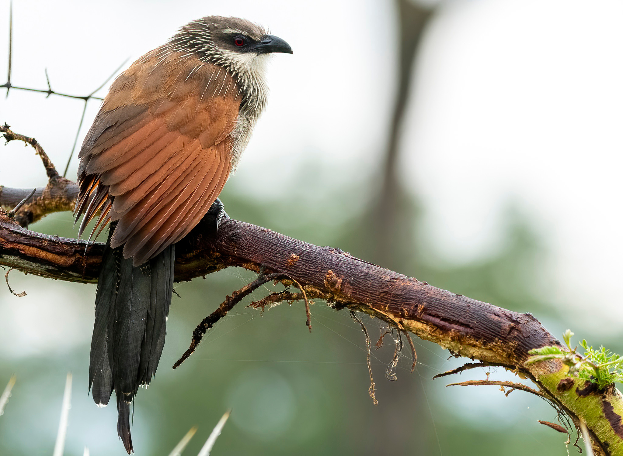 Танзания 2021. Создание обучающих видеороликов Puponin Production