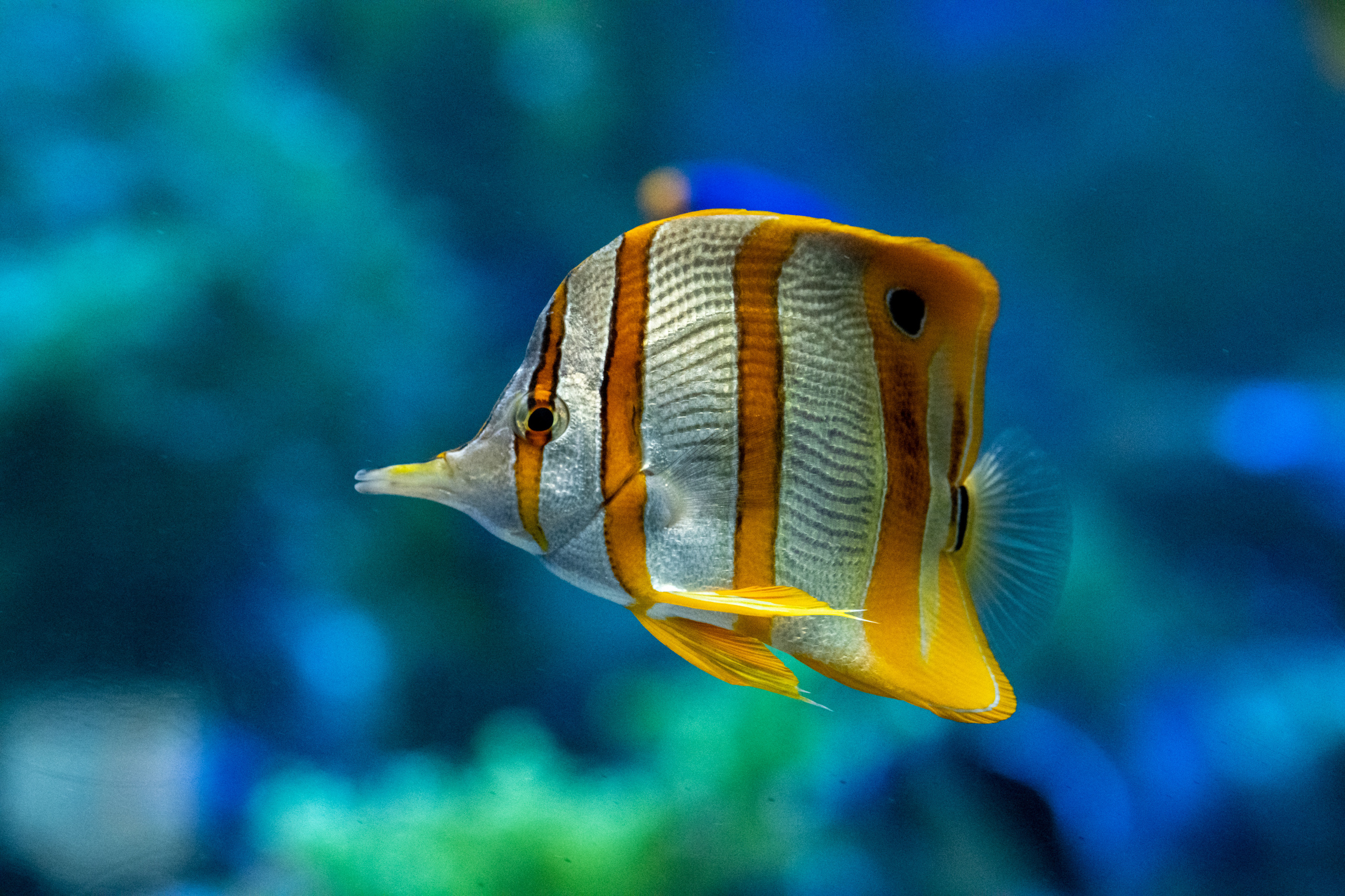 Рыбы и прочие обитатели воды. Создание обучающих видеороликов Puponin Production