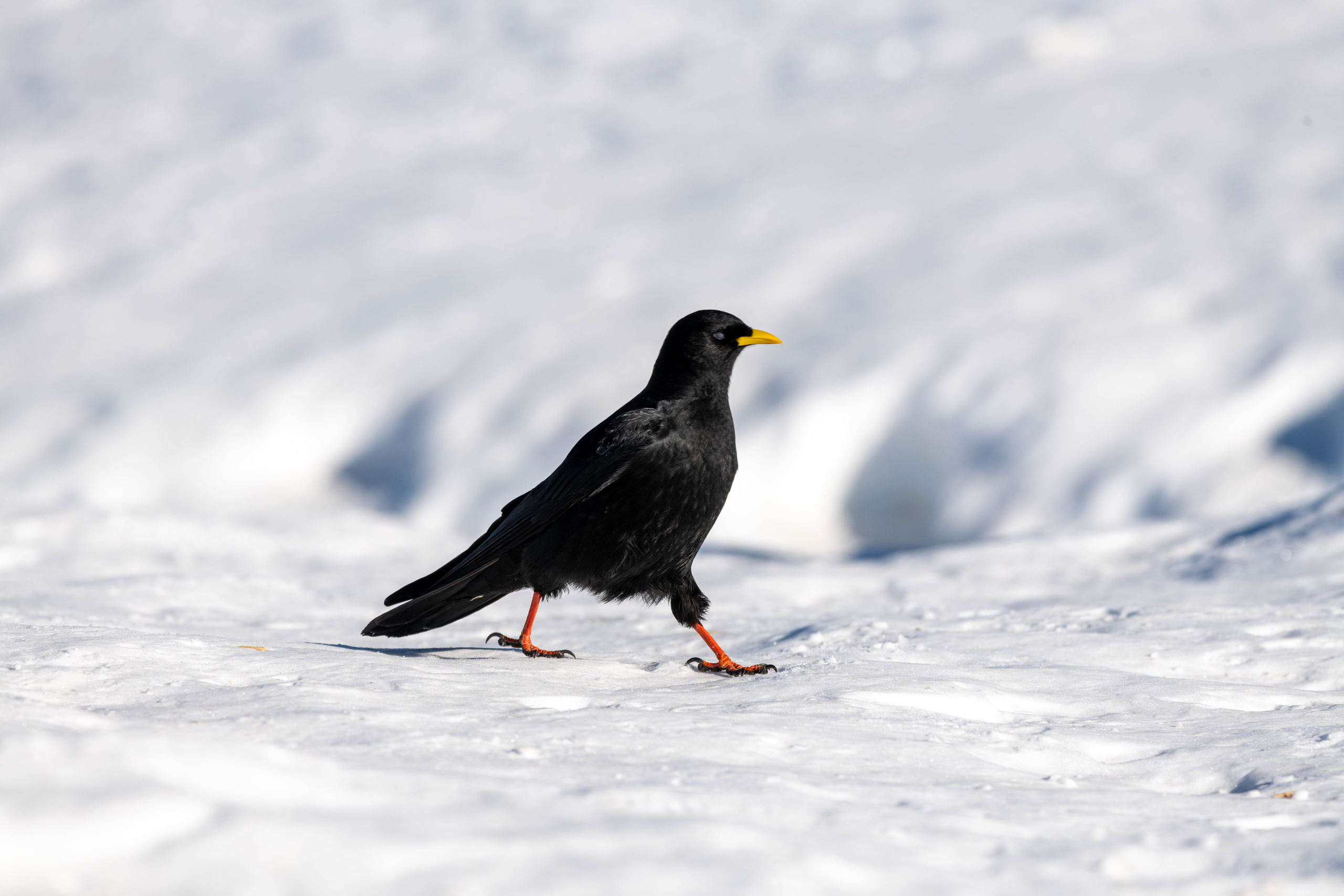 Шамони 2018-2019. Создание обучающих видеороликов Puponin Production