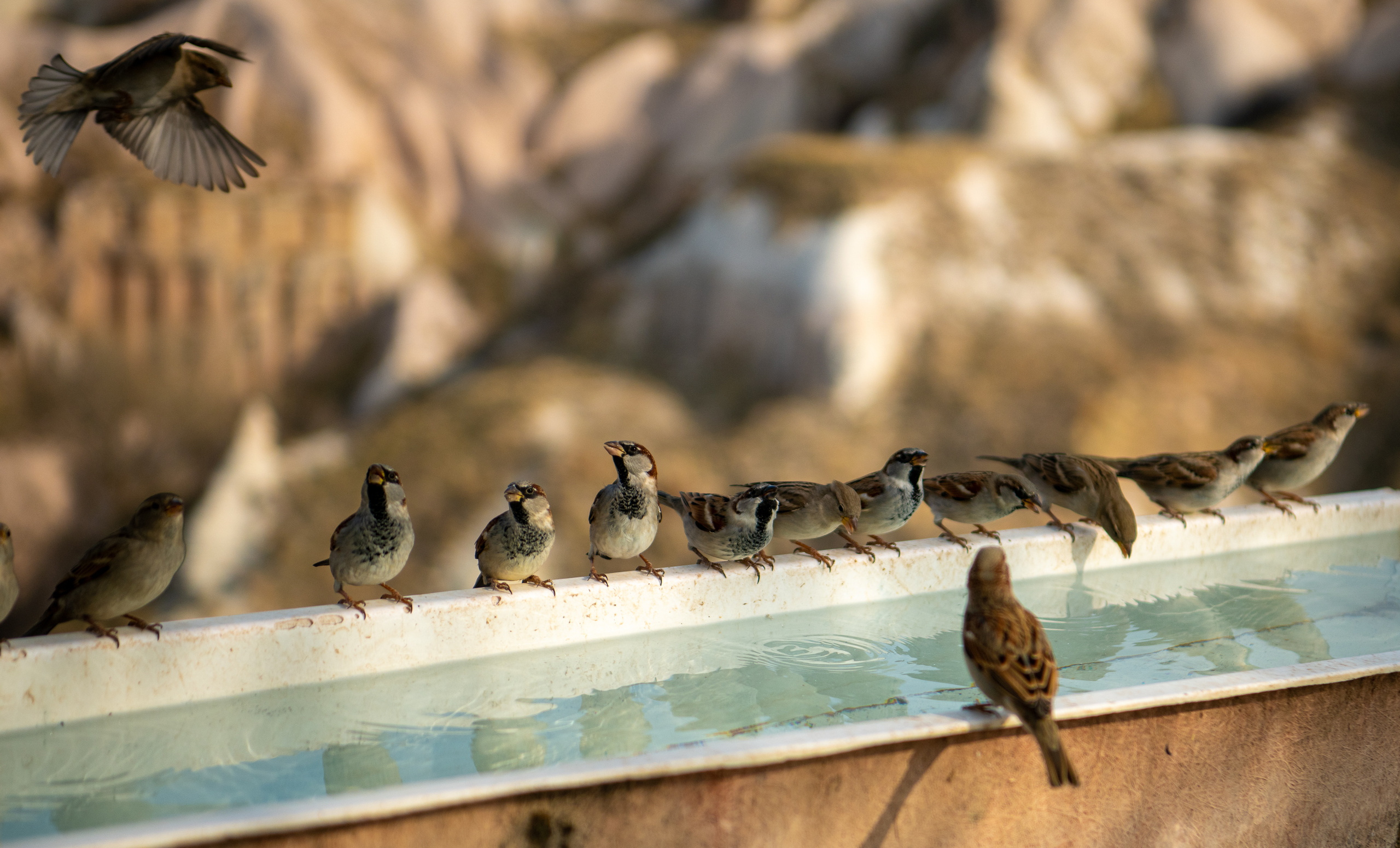 Каппадокия 2020-2021. Создание обучающих видеороликов Puponin Production