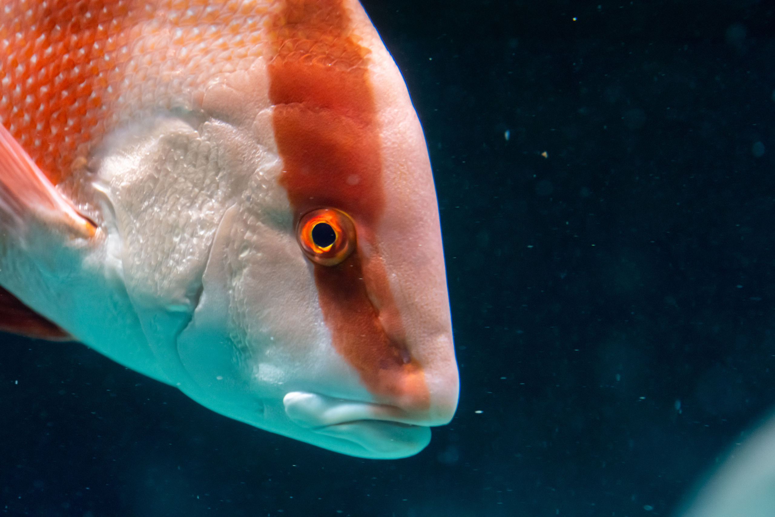 Рыбы и прочие обитатели воды. Создание обучающих видеороликов Puponin Production