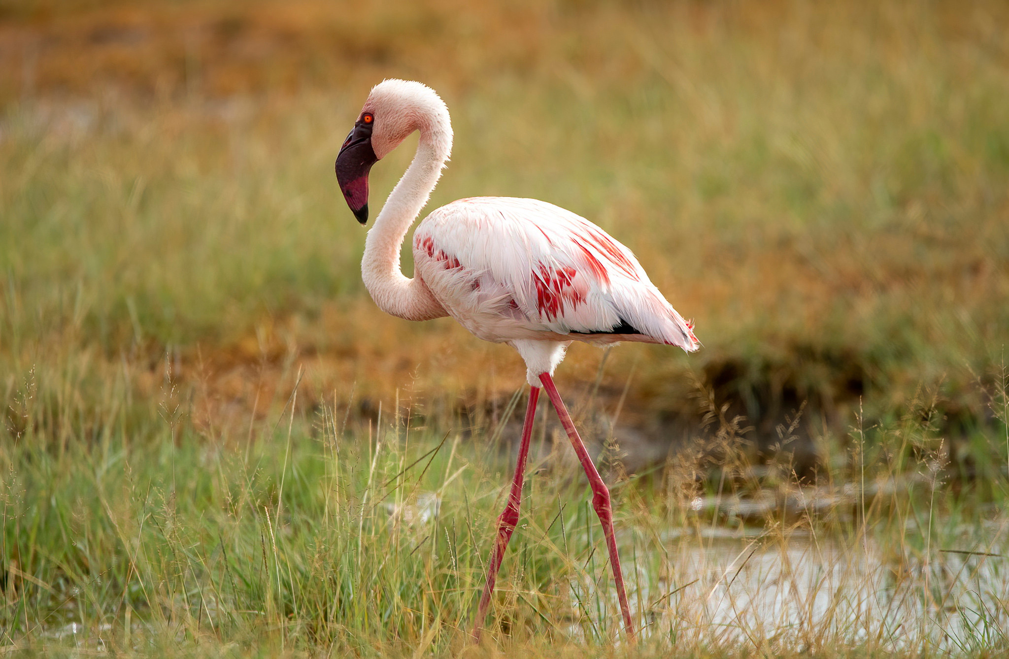 Танзания 2021. Создание обучающих видеороликов Puponin Production