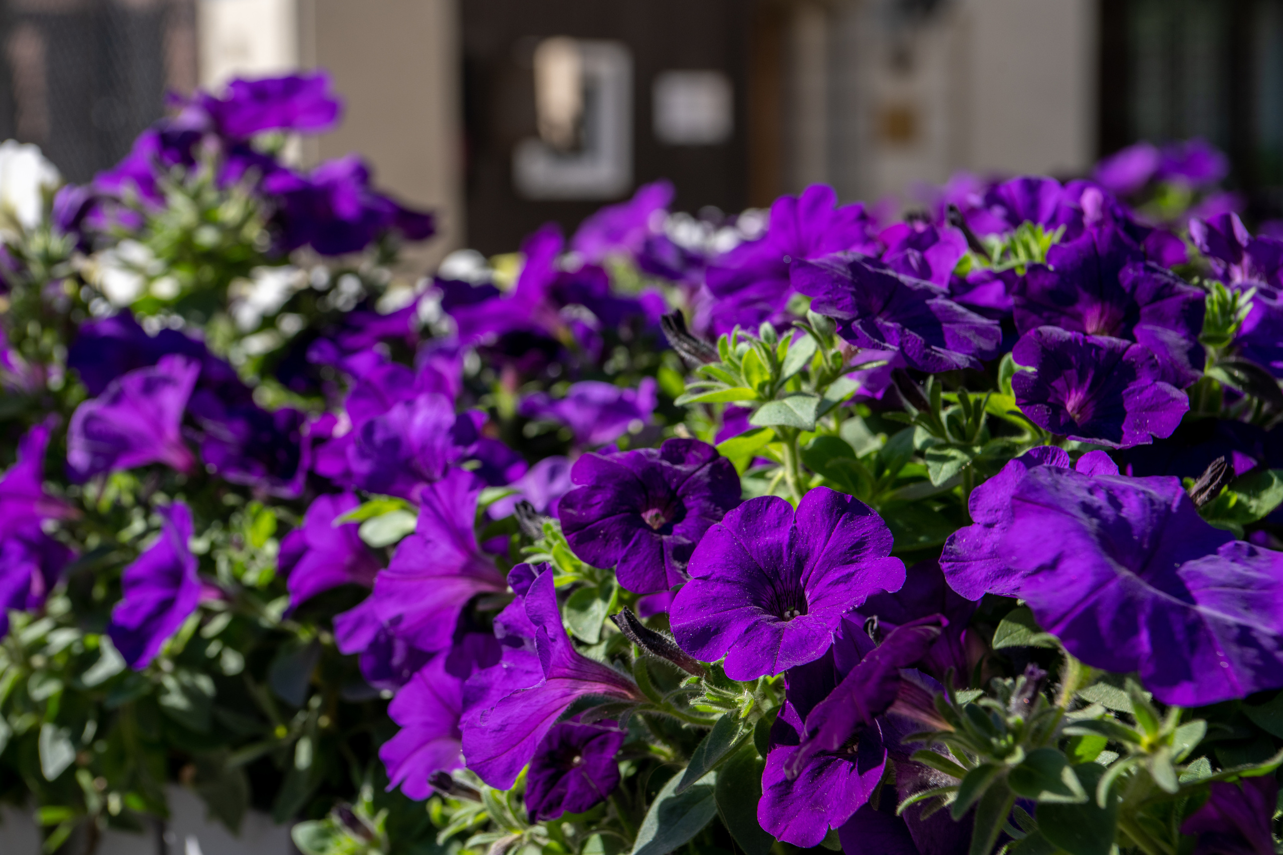 Санкт-Петербург 2021. Создание обучающих видеороликов Puponin Production