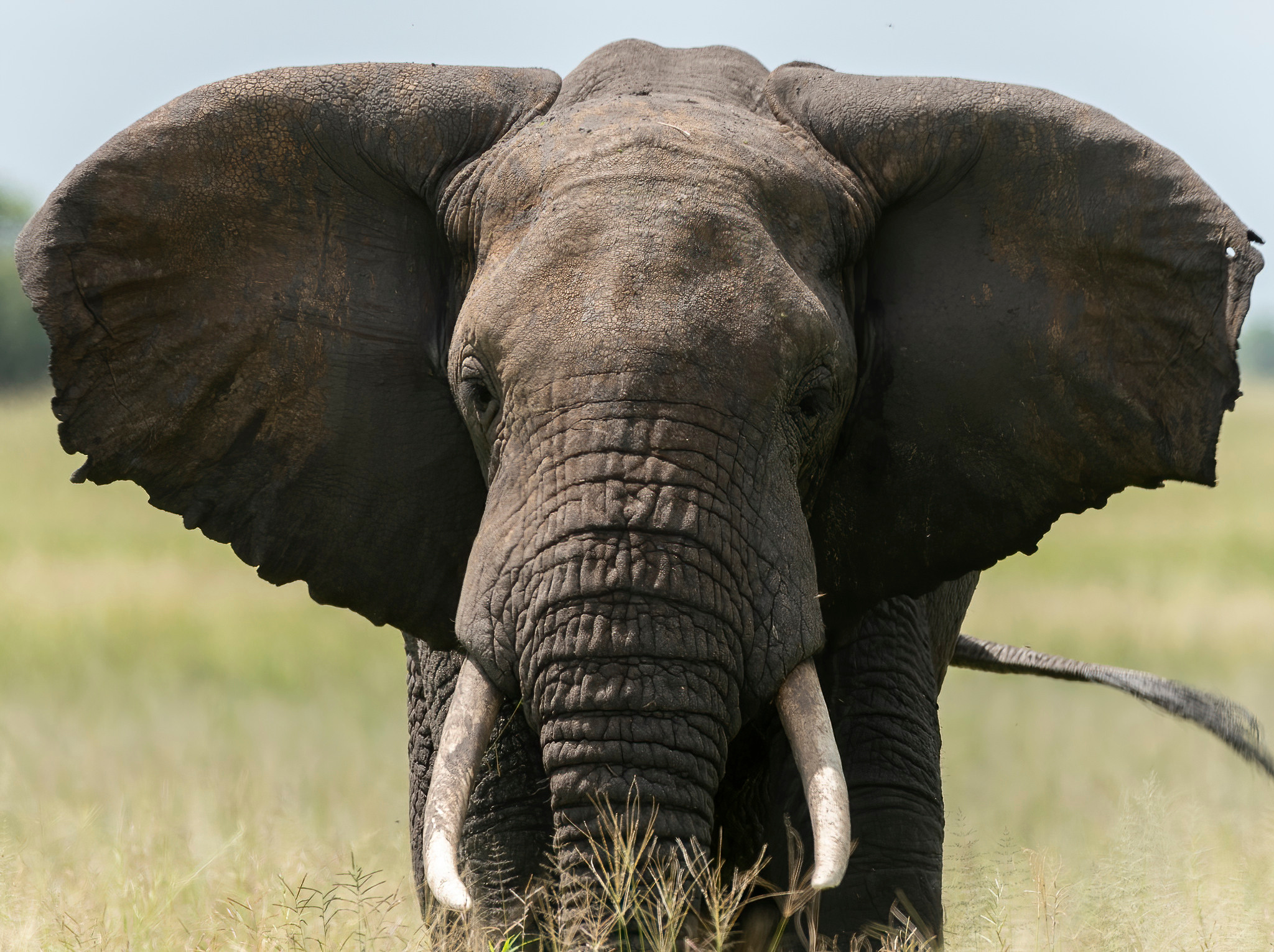 Танзания 2021. Создание обучающих видеороликов Puponin Production