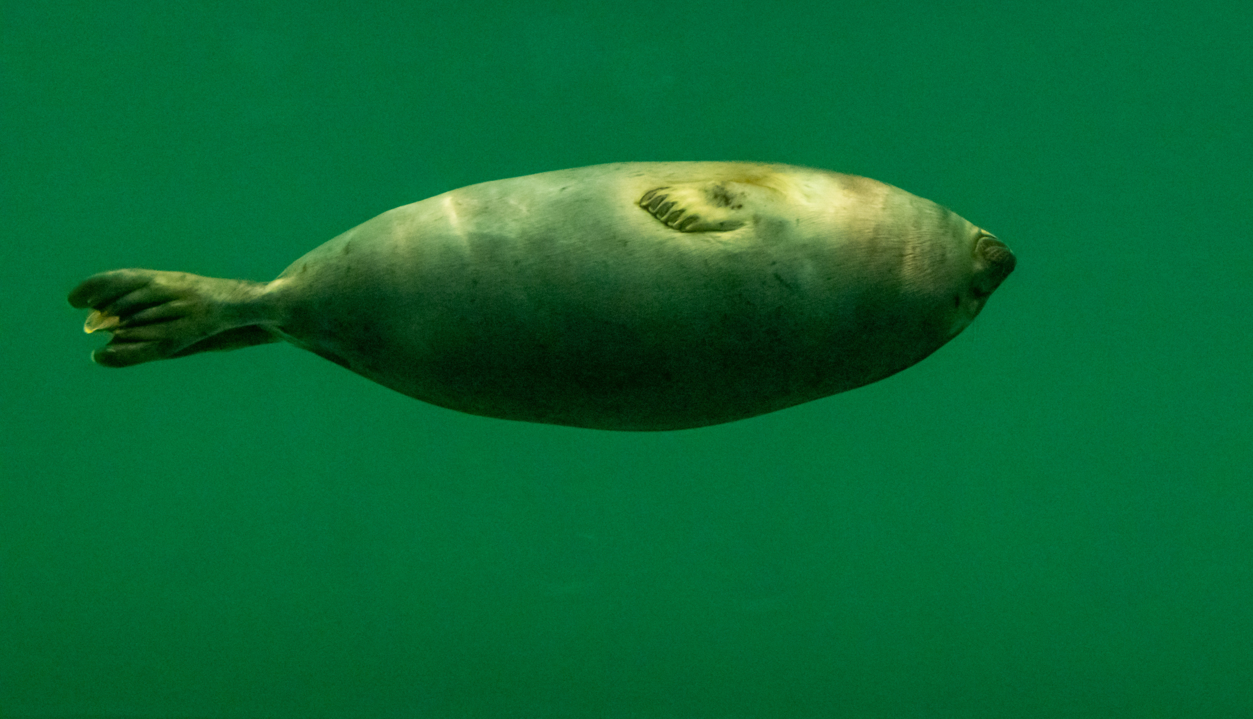 Рыбы и прочие обитатели воды. Создание обучающих видеороликов Puponin Production