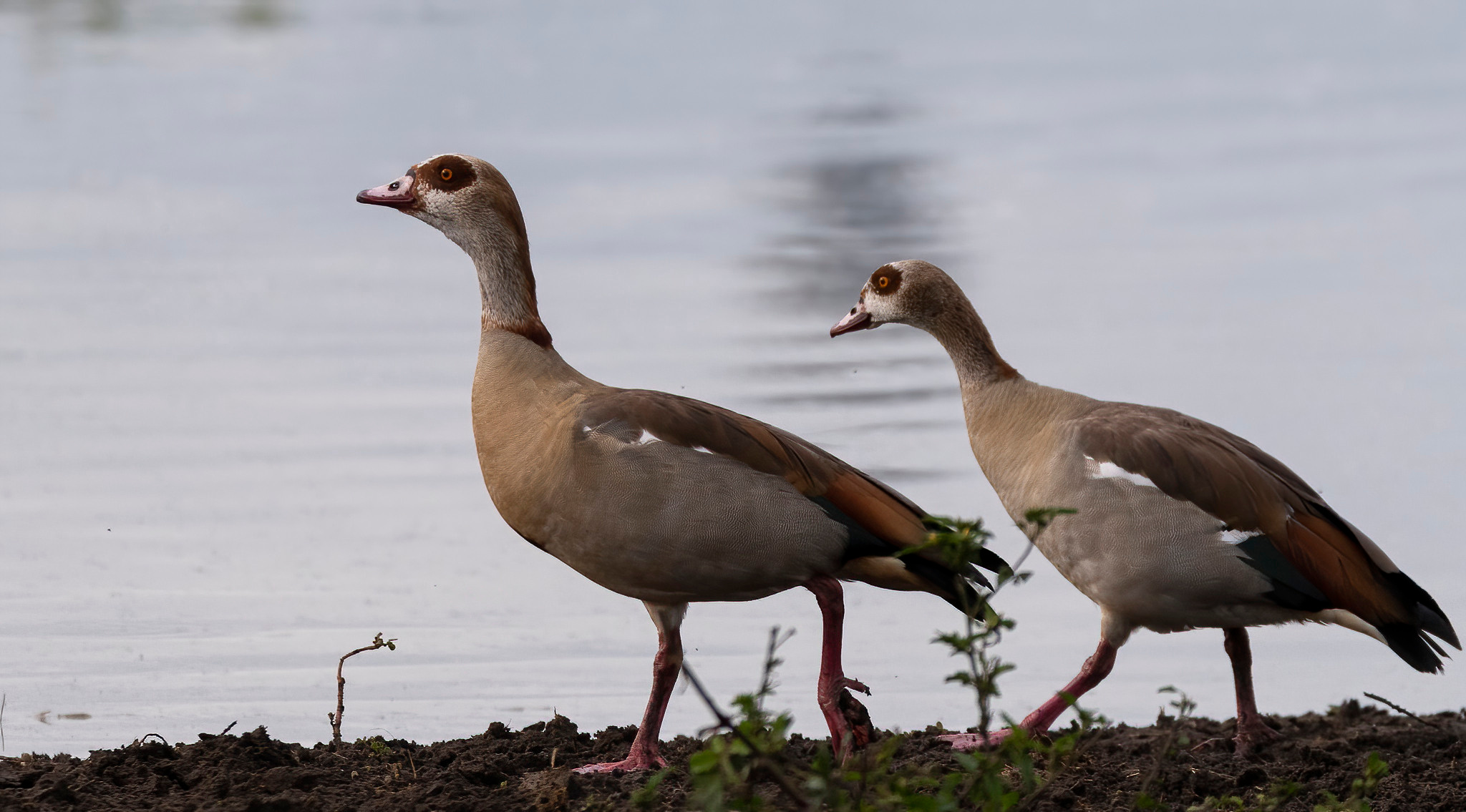 Танзания 2021. Создание обучающих видеороликов Puponin Production
