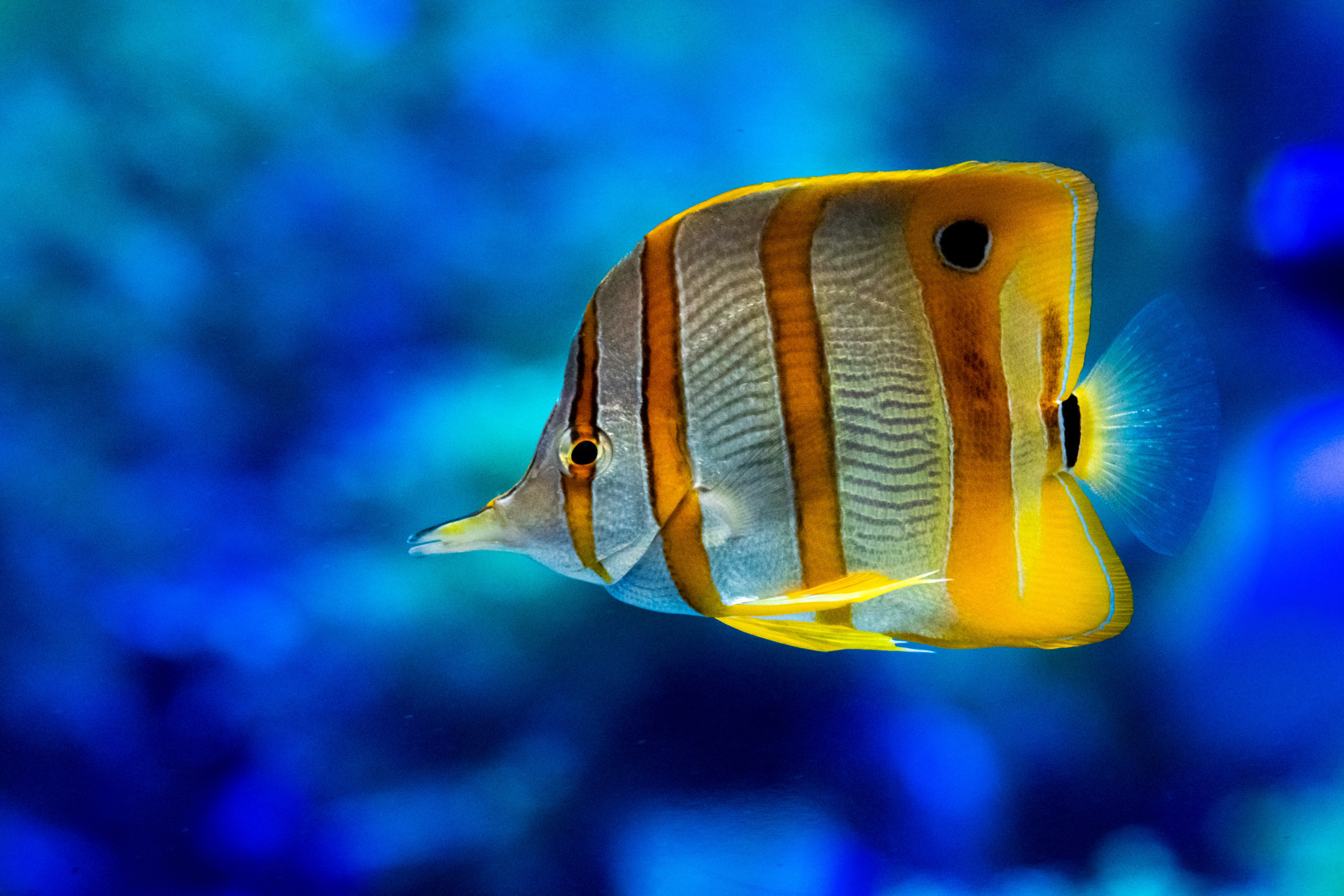 Рыбы и прочие обитатели воды. Создание обучающих видеороликов Puponin Production