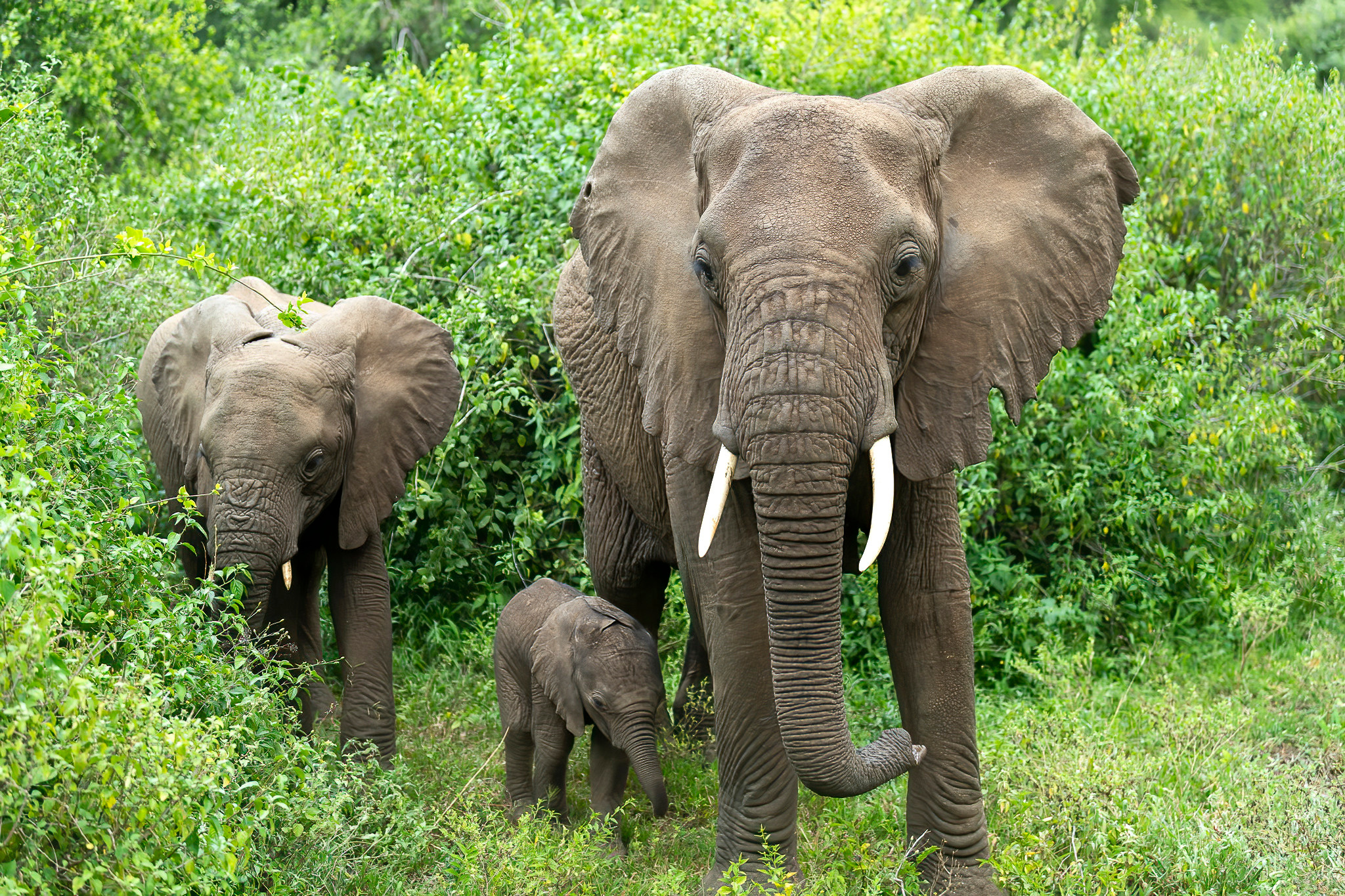 Танзания 2021. Создание обучающих видеороликов Puponin Production