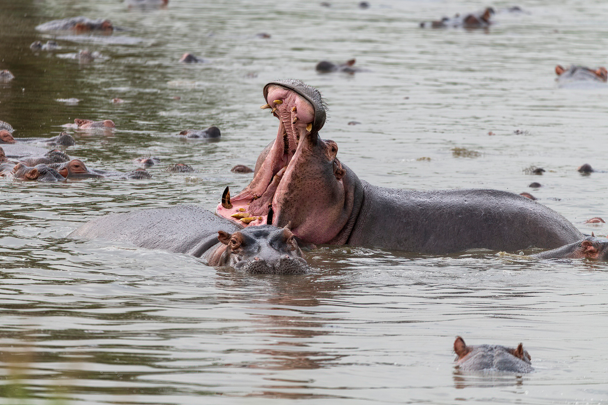 Танзания 2021. Создание обучающих видеороликов Puponin Production