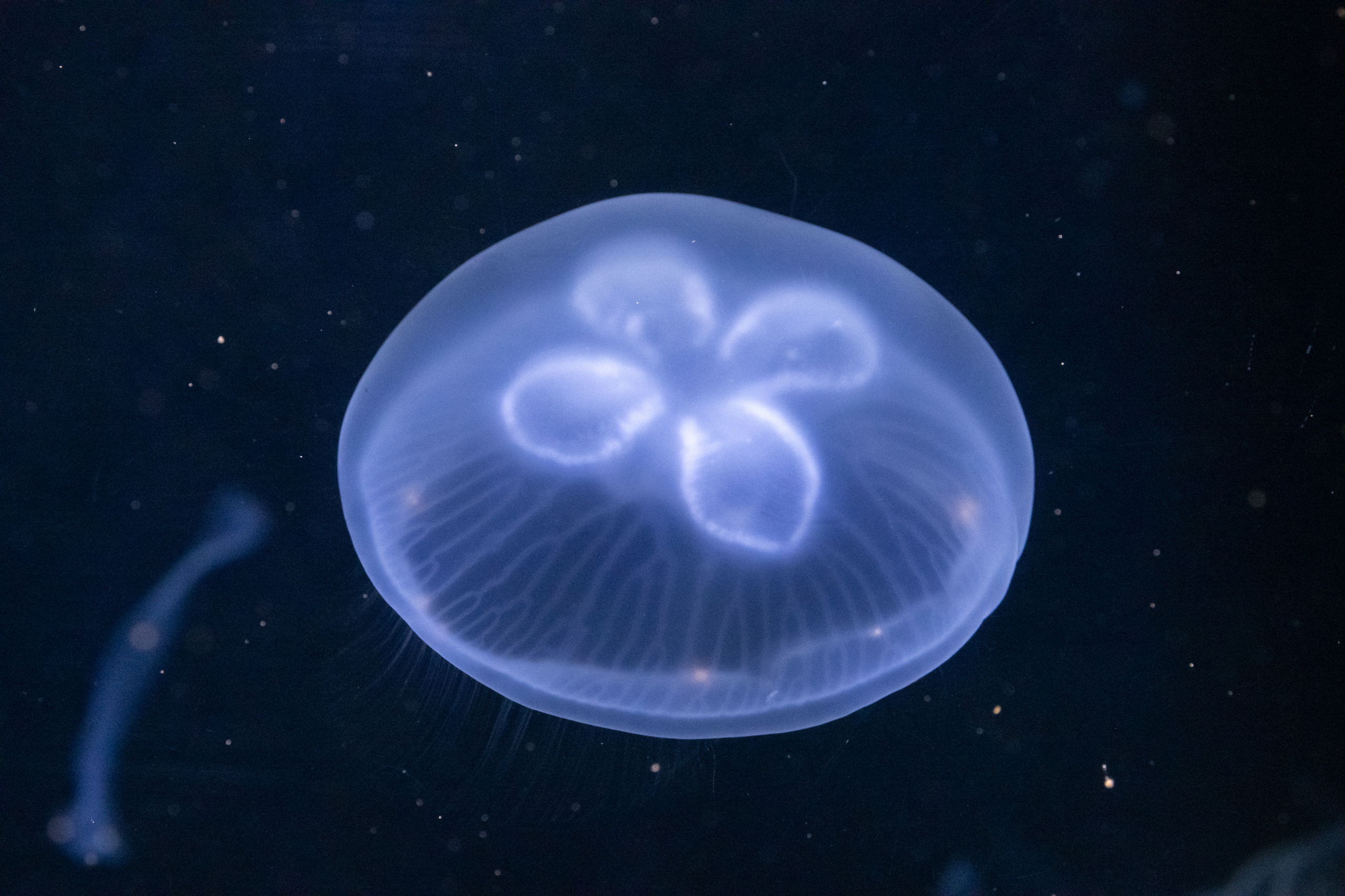 Рыбы и прочие обитатели воды. Создание обучающих видеороликов Puponin Production