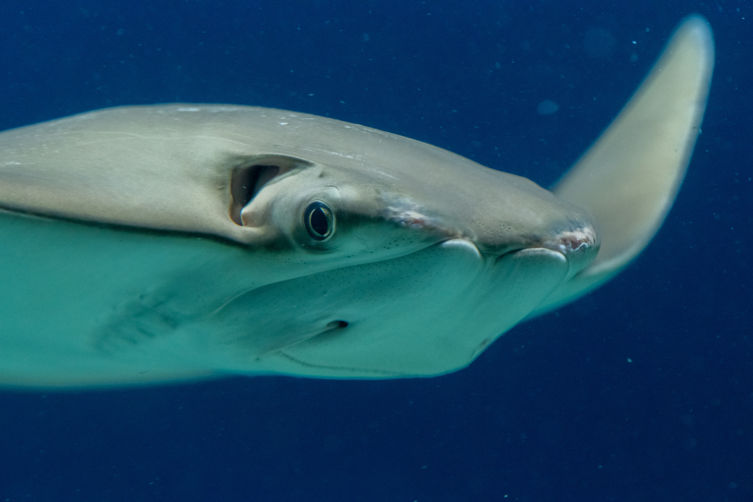 Рыбы и прочие обитатели воды. Создание обучающих видеороликов Puponin Production