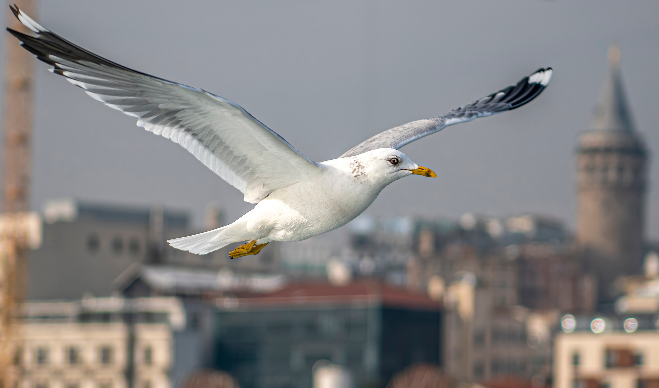 Стамбул 2019-2020. Создание обучающих видеороликов Puponin Production