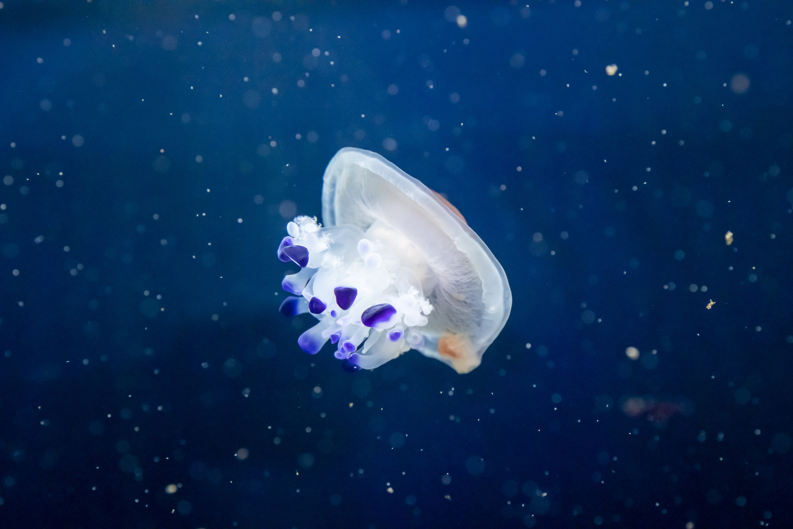 Рыбы и прочие обитатели воды. Создание обучающих видеороликов Puponin Production