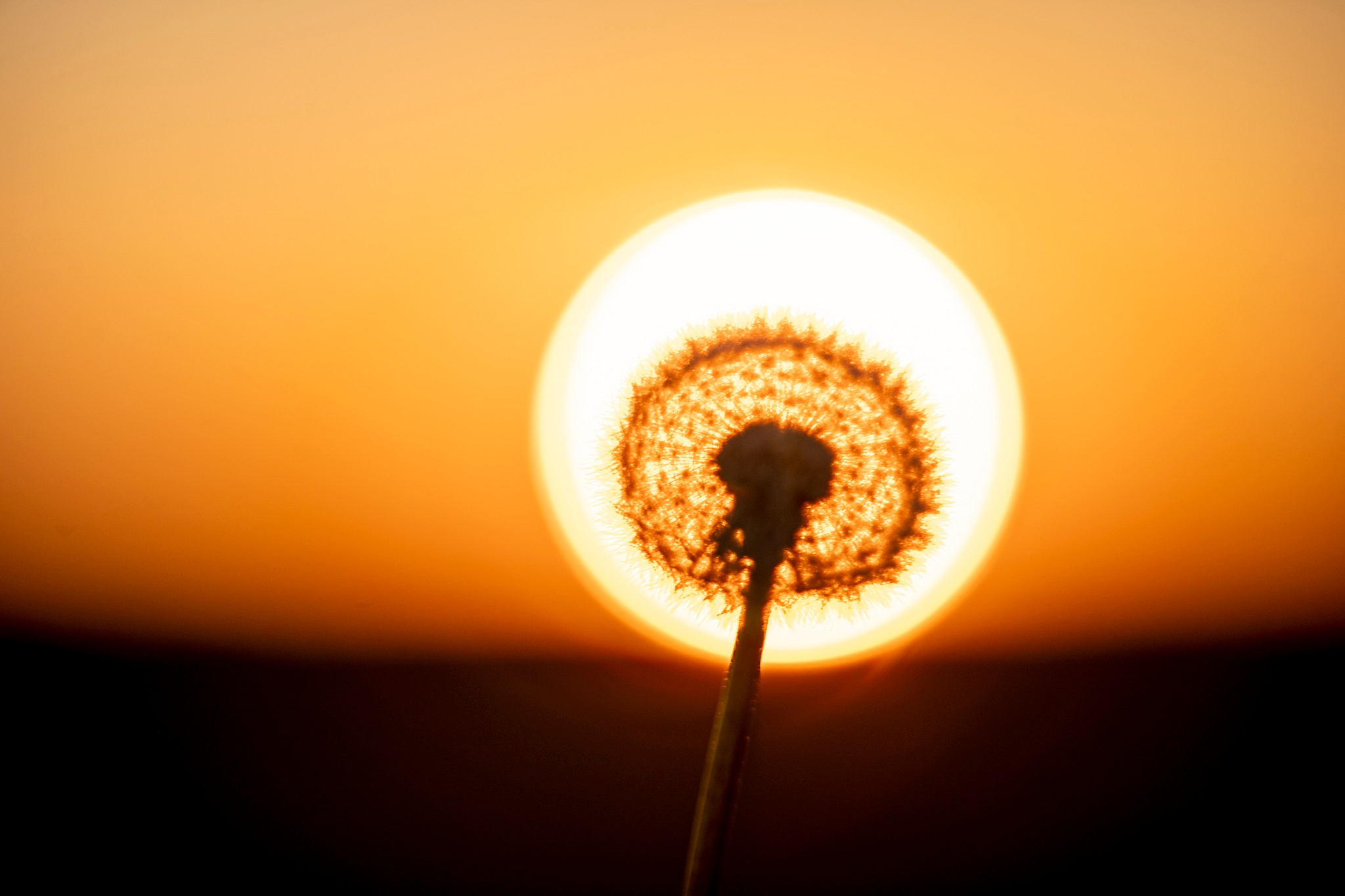 Цветы. Создание обучающих видеороликов Puponin Production