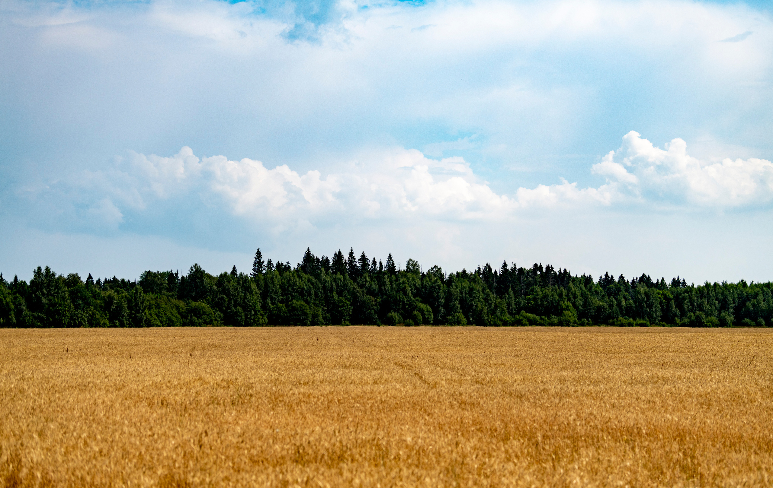 Суздаль и окрестности. Создание обучающих видеороликов Puponin Production