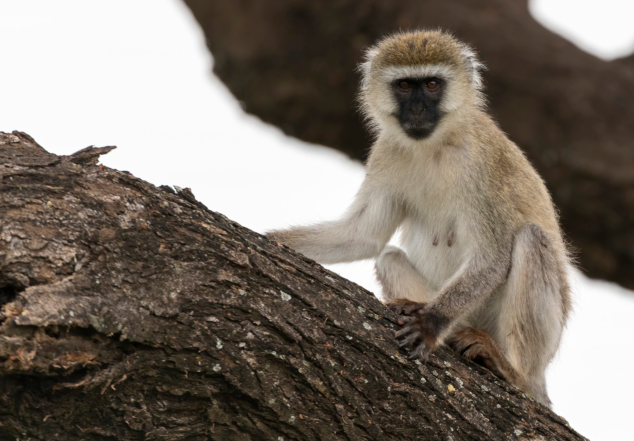 Танзания 2021. Создание обучающих видеороликов Puponin Production