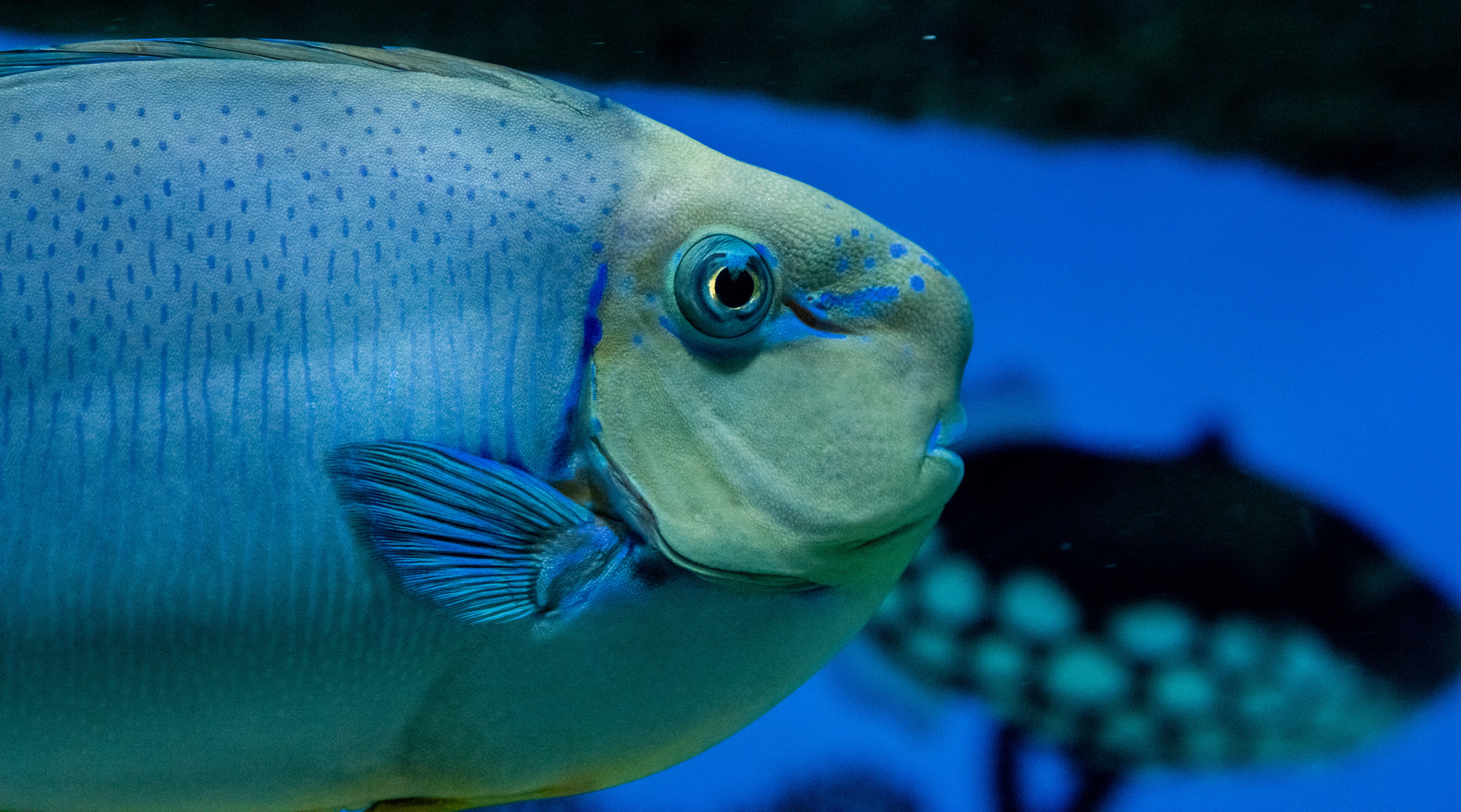 Рыбы и прочие обитатели воды. Создание обучающих видеороликов Puponin Production