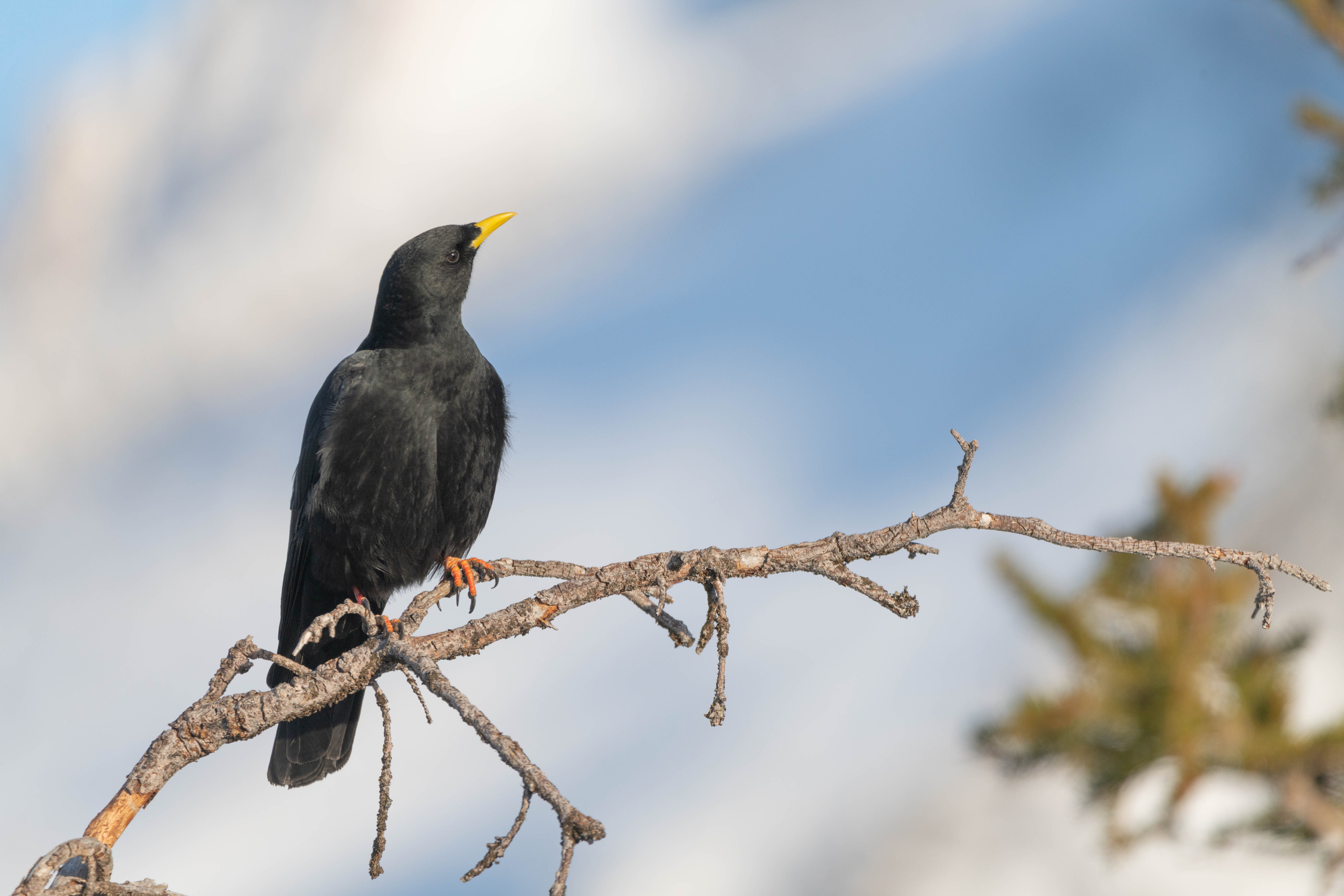 Шамони 2018-2019. Создание обучающих видеороликов Puponin Production