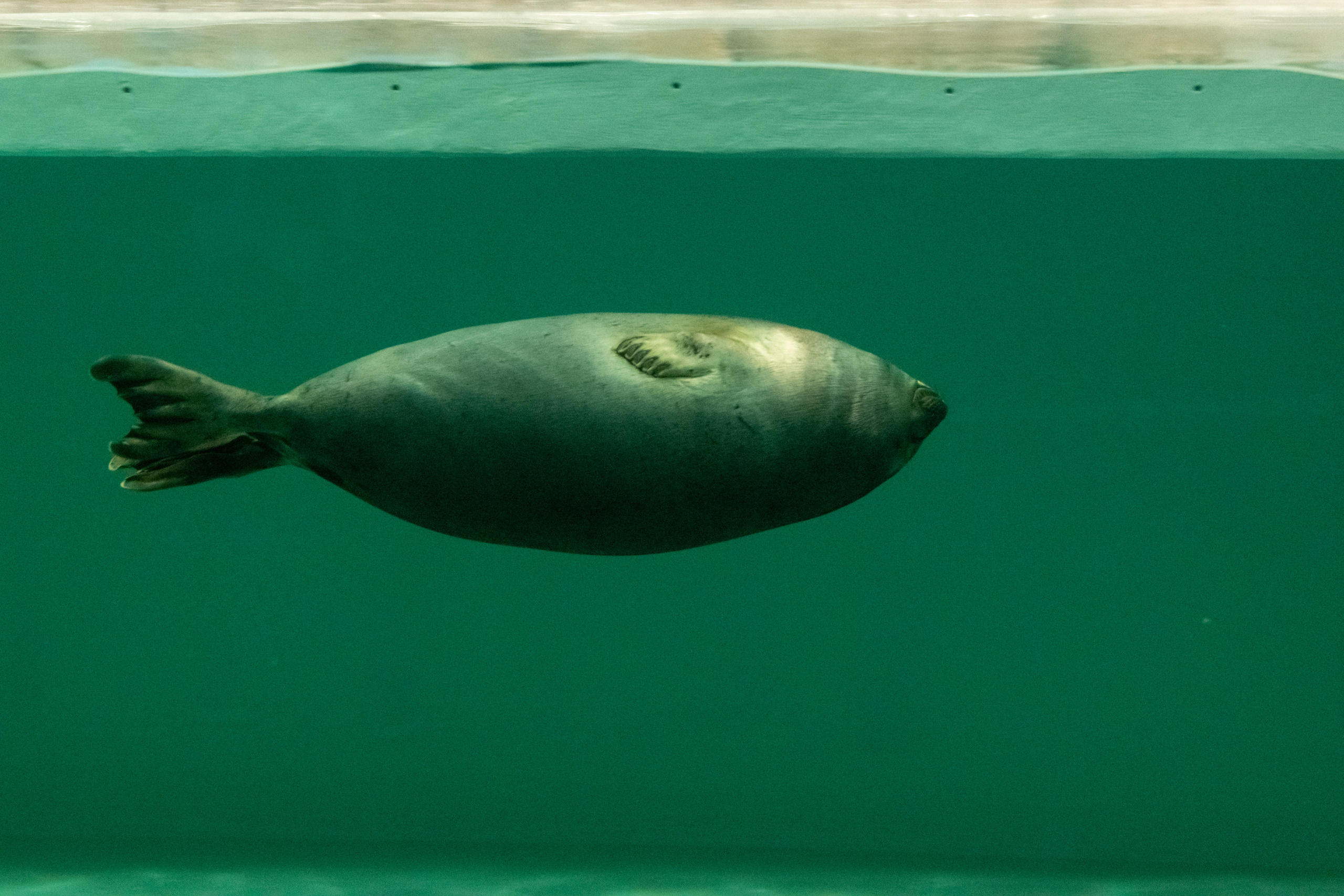 Рыбы и прочие обитатели воды. Создание обучающих видеороликов Puponin Production