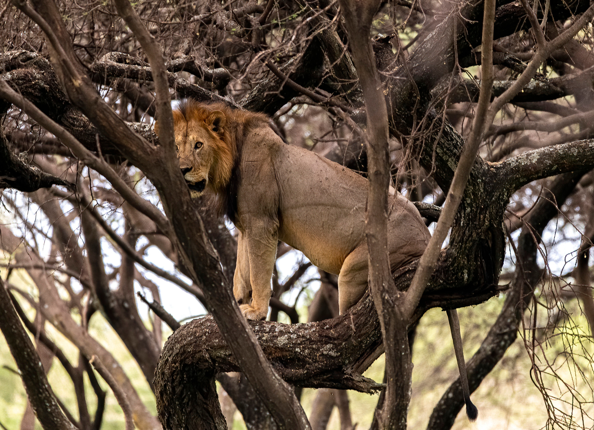 Танзания 2021. Создание обучающих видеороликов Puponin Production