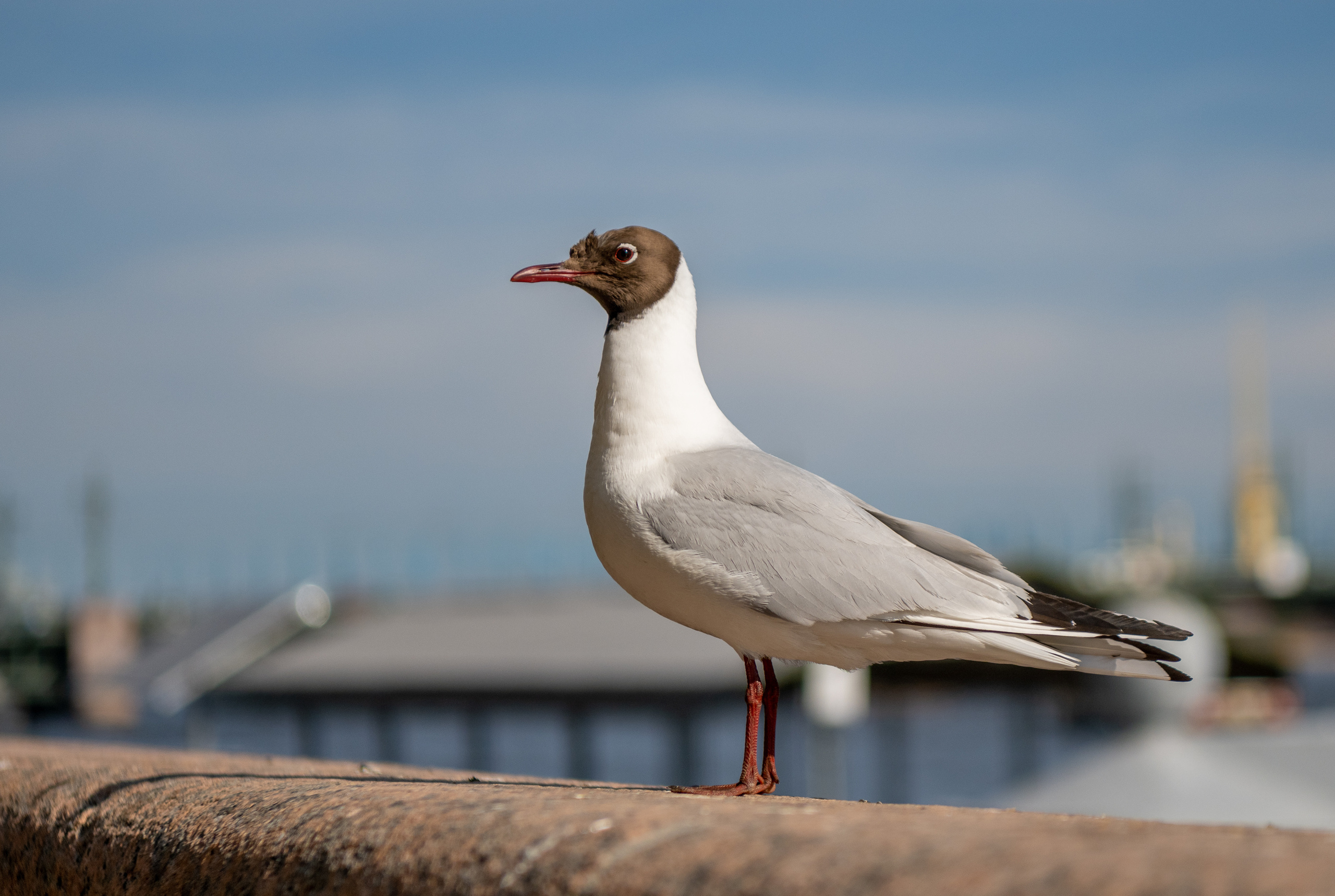 Санкт-Петербург 2021. Создание обучающих видеороликов Puponin Production