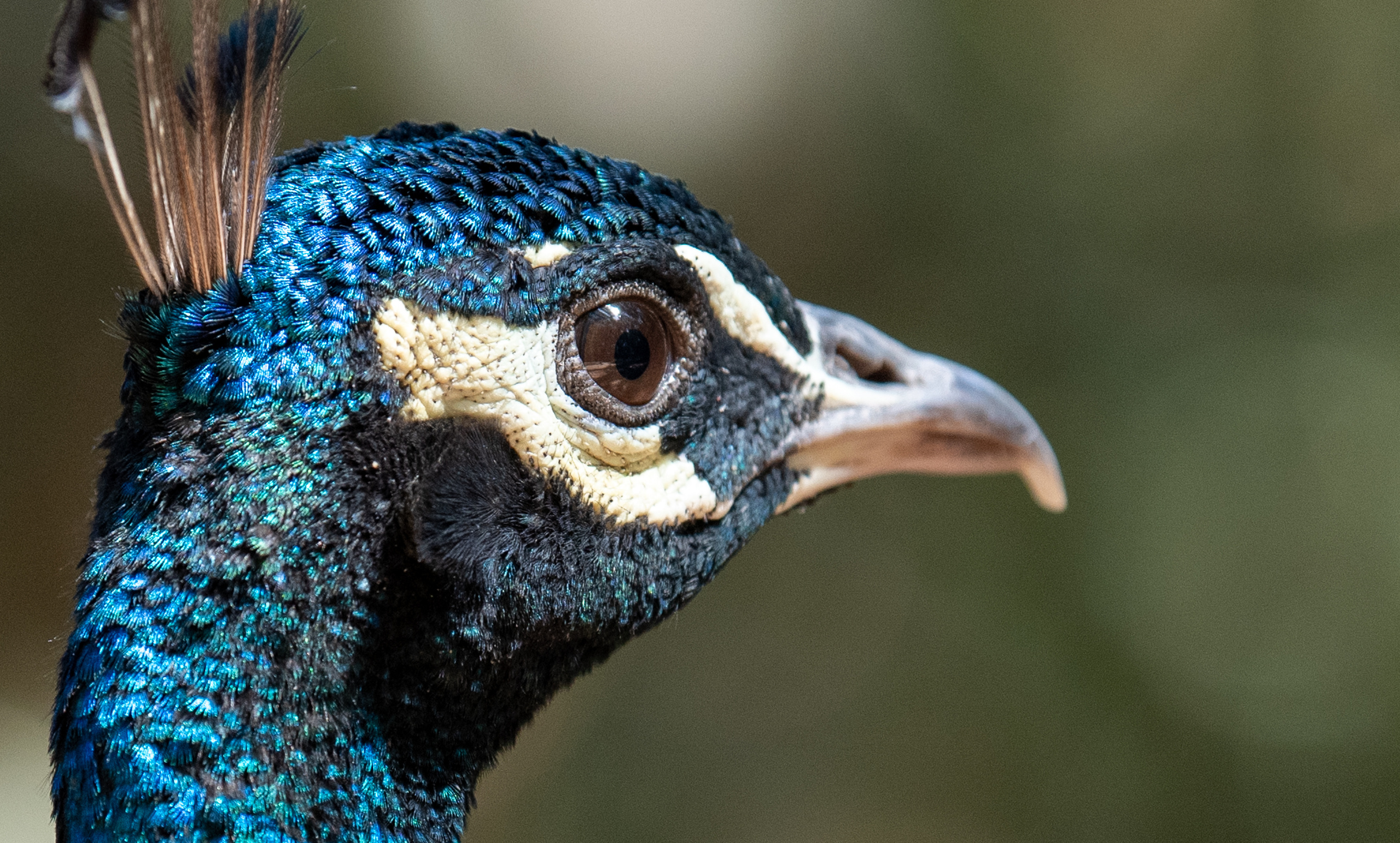 Дубровник 2021. Создание обучающих видеороликов Puponin Production