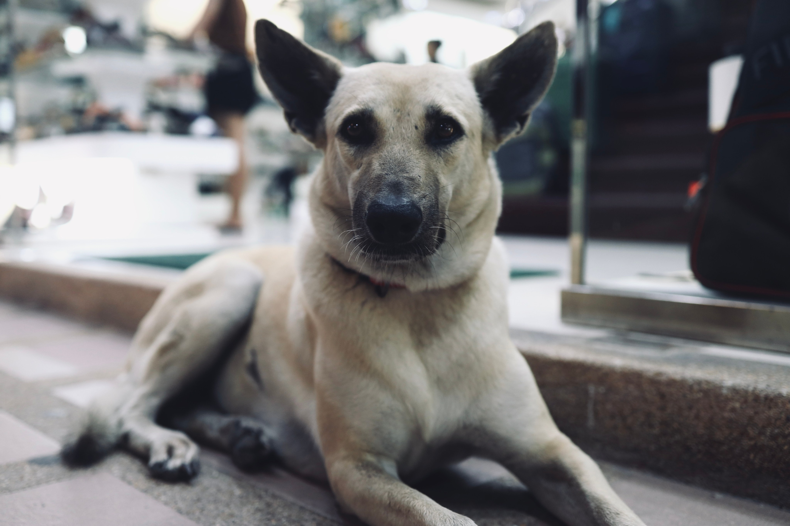 Night inhabitants of Samui Island / Thailand 2024. POLINA MÔMOT