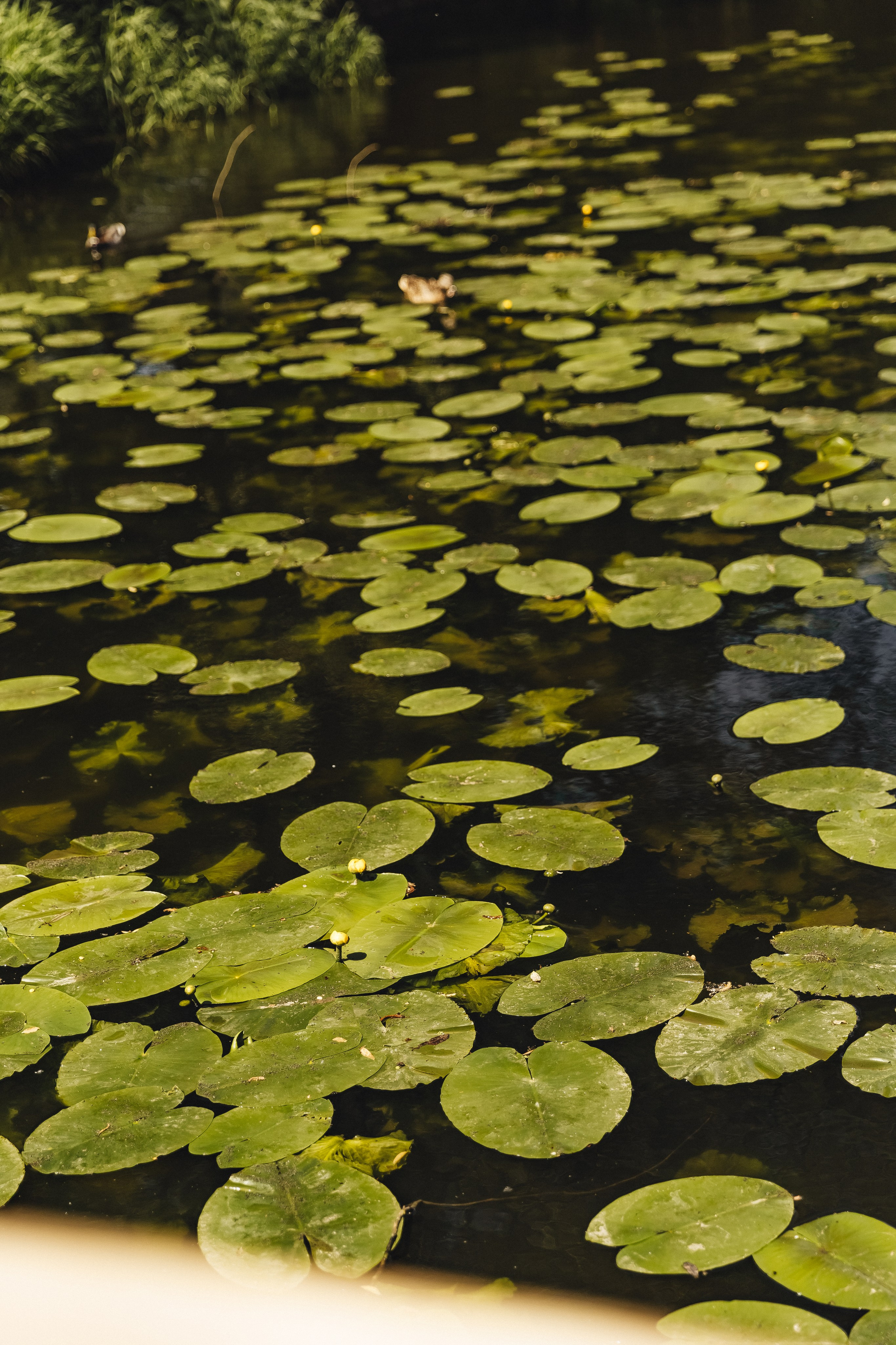 Lana. Diana Chumakova
