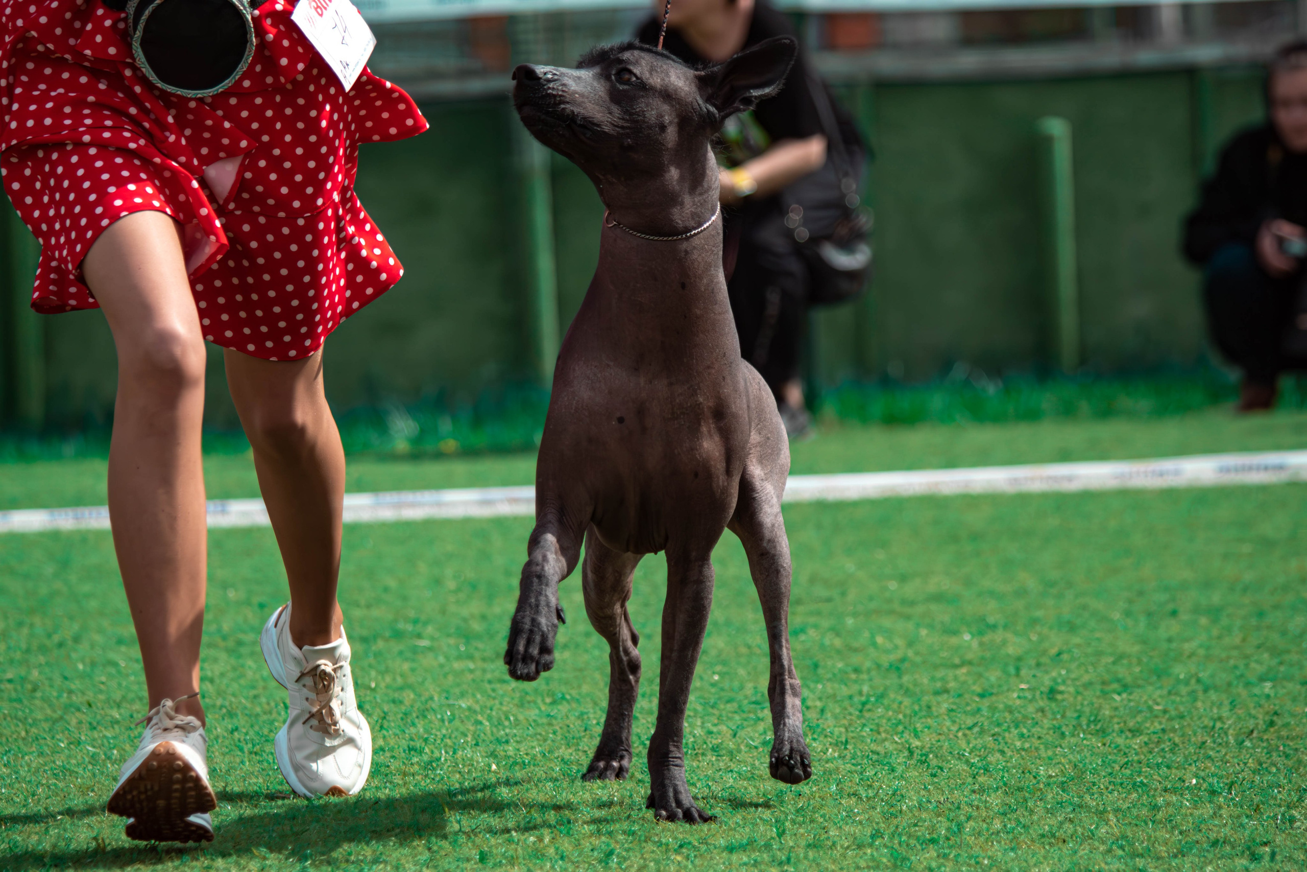 Фотограф анималист для выставки собак в Туле. Фотограф анималист — Тула, Москва