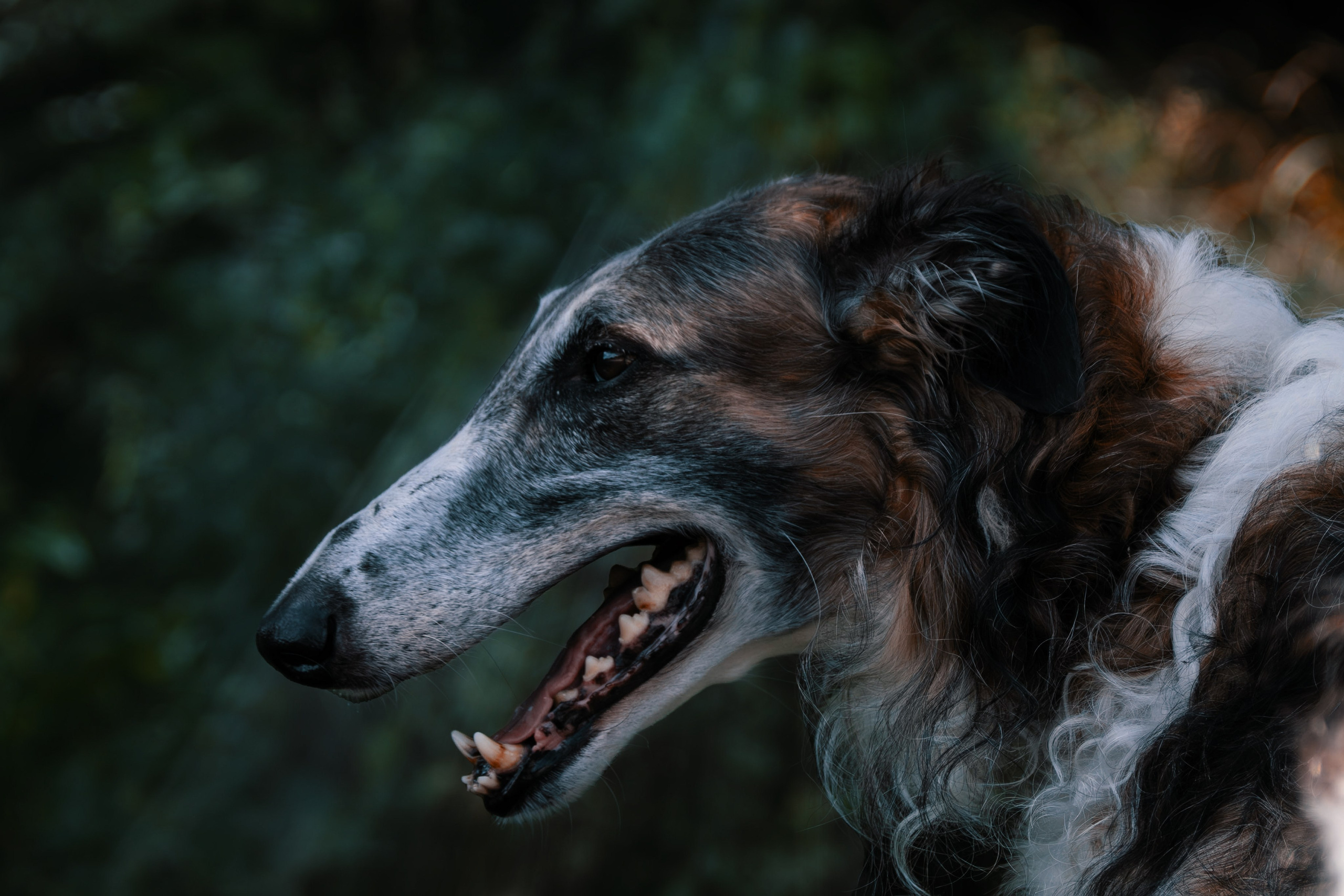 Фотосессия с животными. Фотограф анималист — Тула, Москва