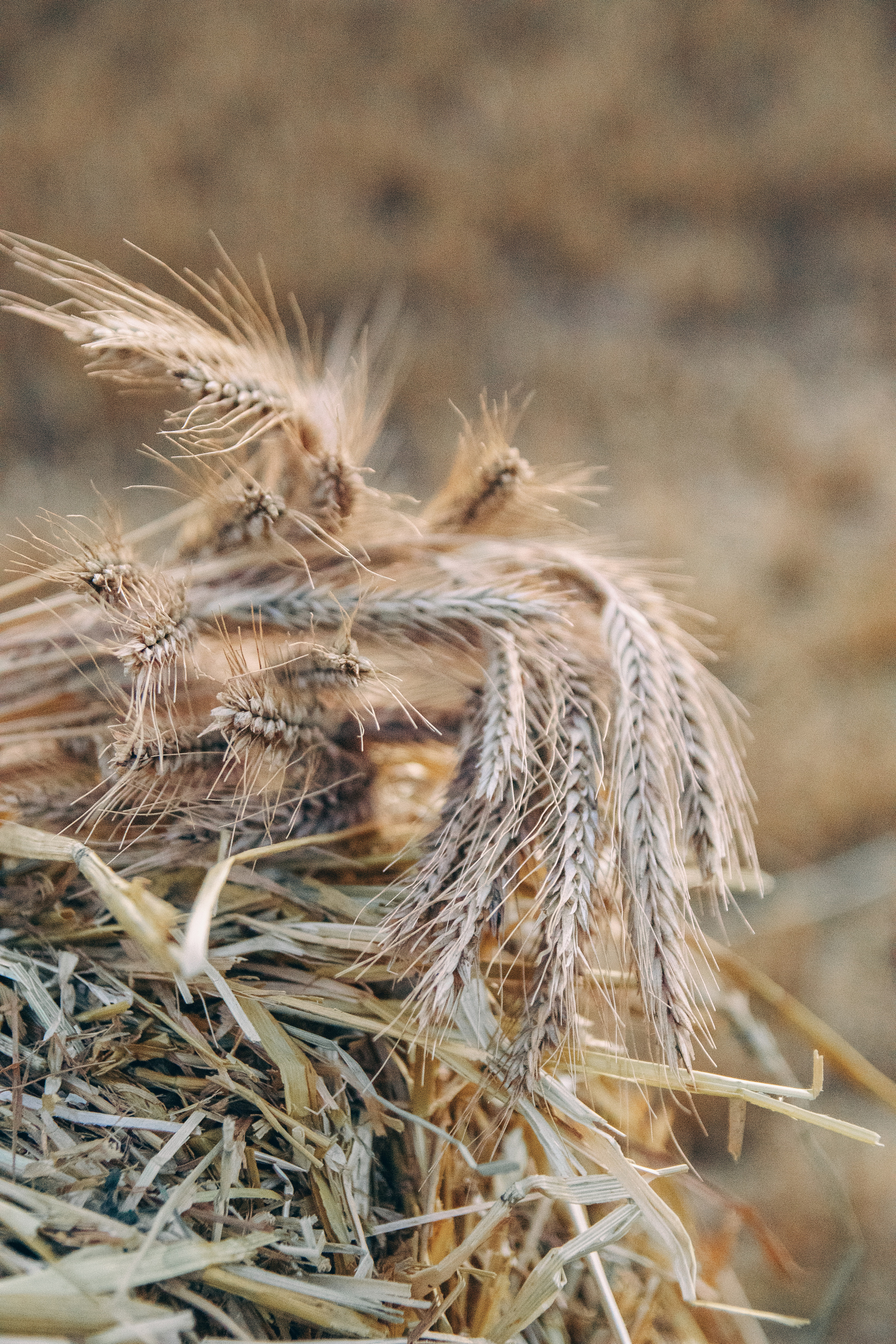Пшеничное настроение. Семейный фотограф в Москве