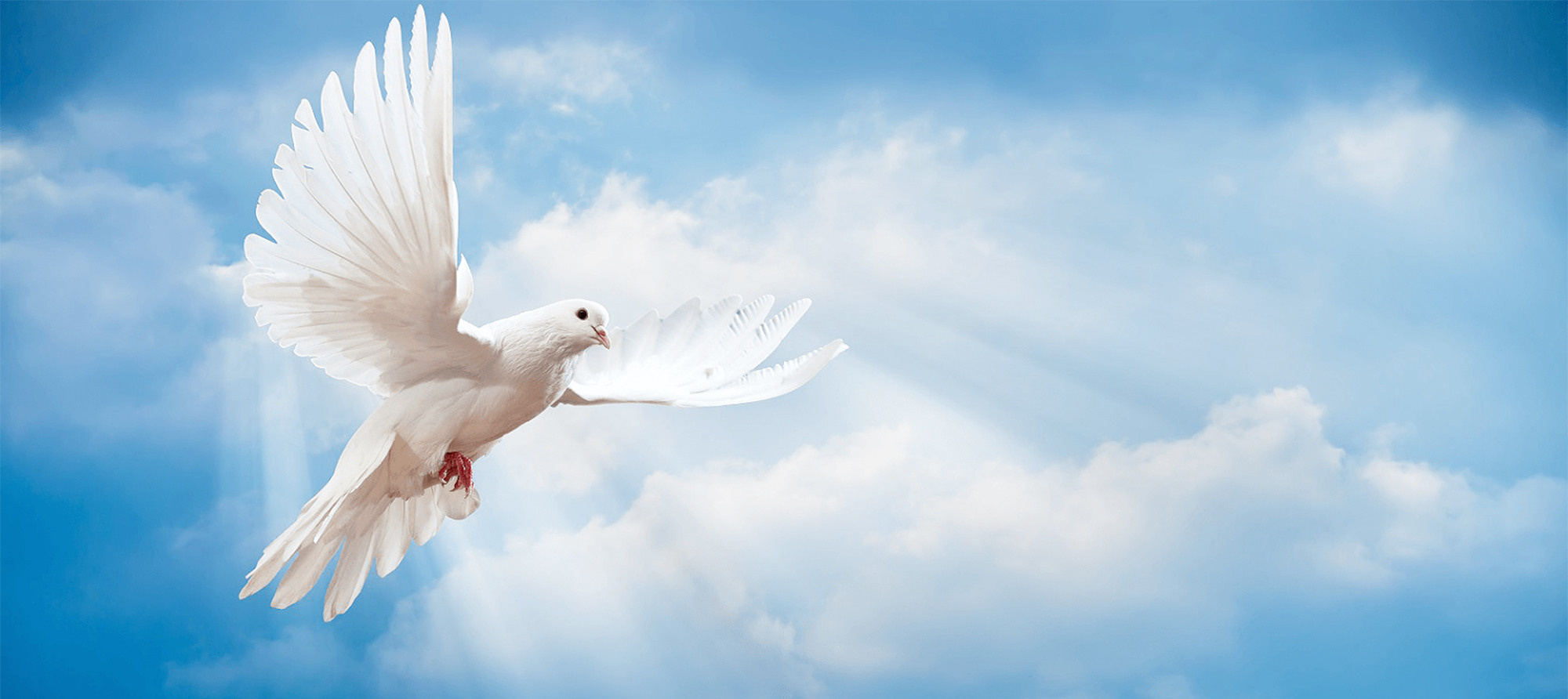 Отзывы. Вечная память