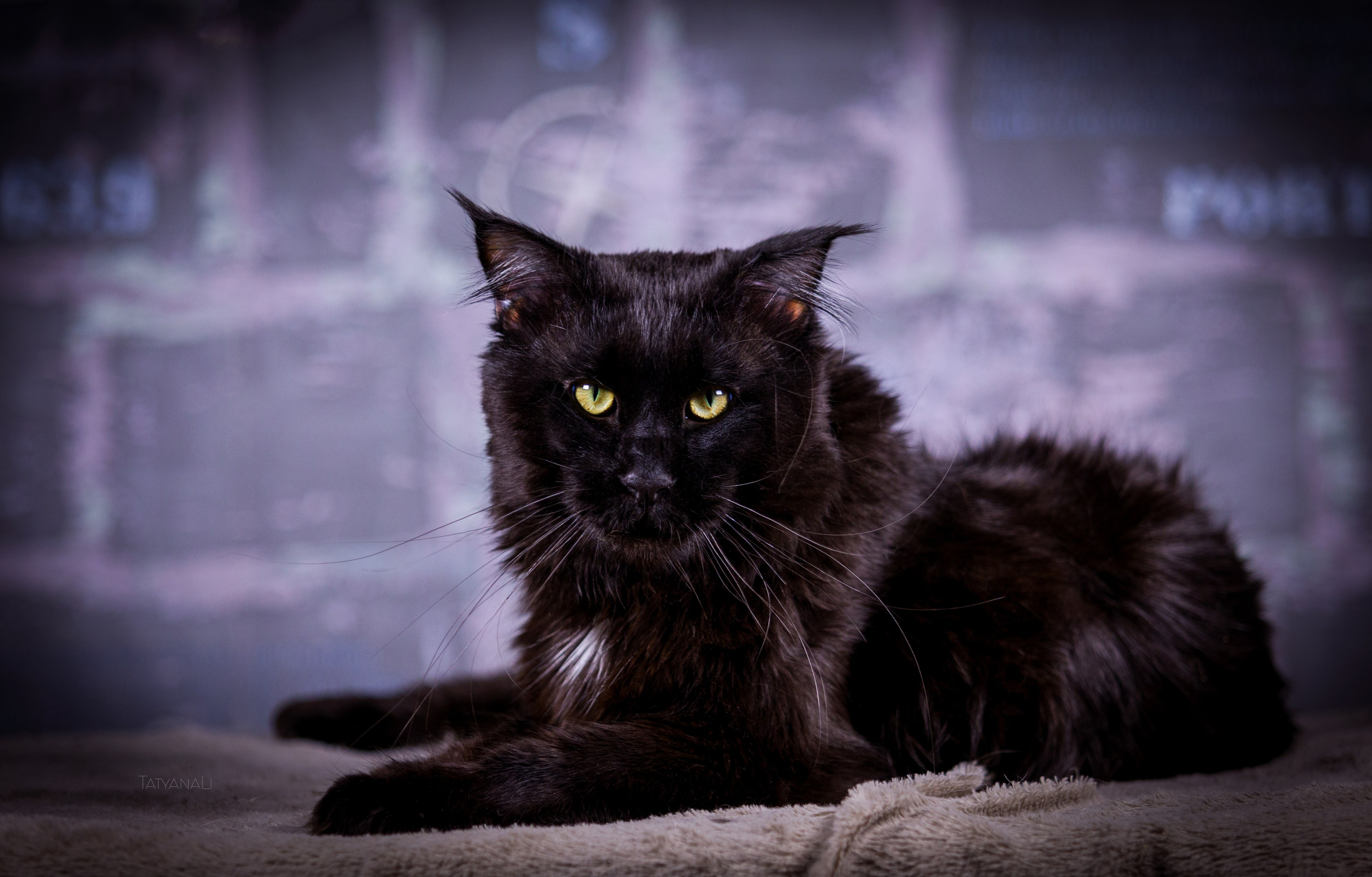 Котята. Фотограф — анималист Татьяна Ли