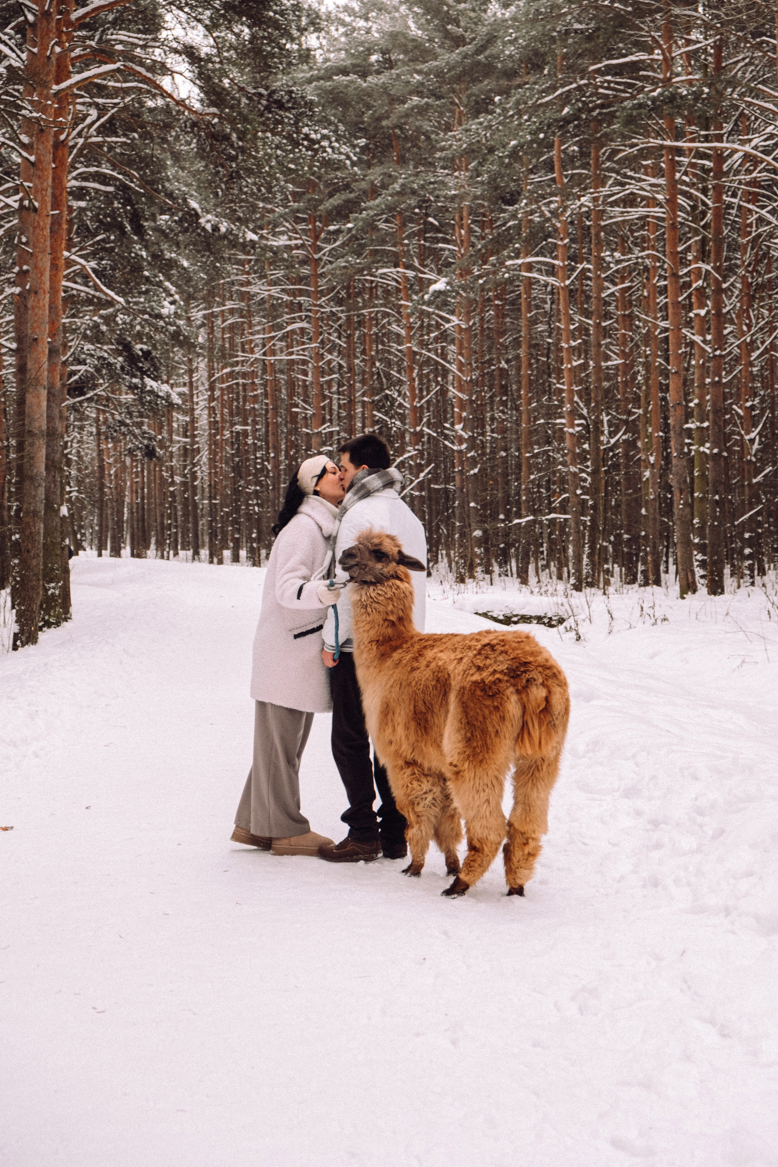 С Альпакой. Фотограф в Санкт-Петербурге Кристина Брянская