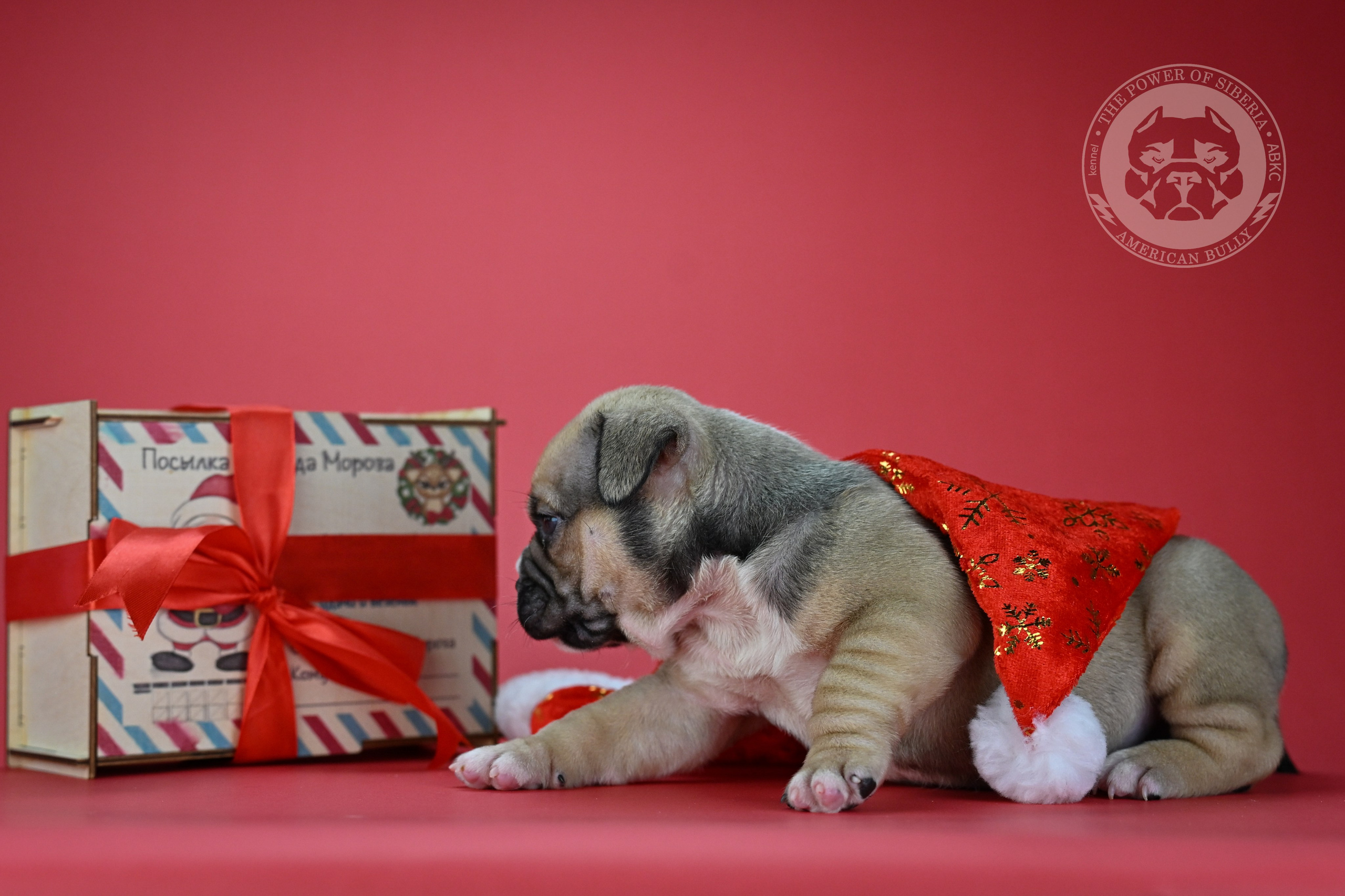 22.11.25 Тагира-Каспер. Американский Булли в г. Ростов-на-Дону. Питомник THE POWER OF SIBERIA