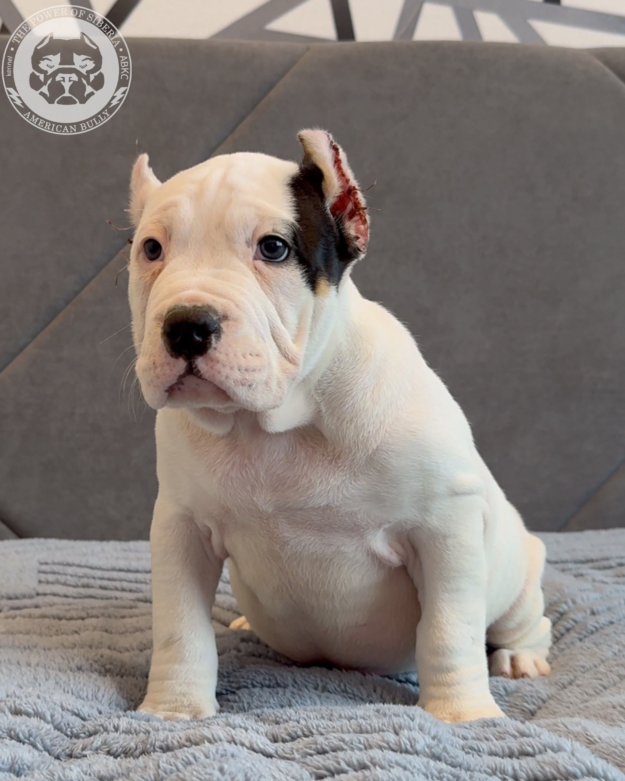Свободные щенки Американский Булли, в типах покет, классик, стандарт. Американский Булли в г. Ростов-на-Дону. Питомник THE POWER OF SIBERIA