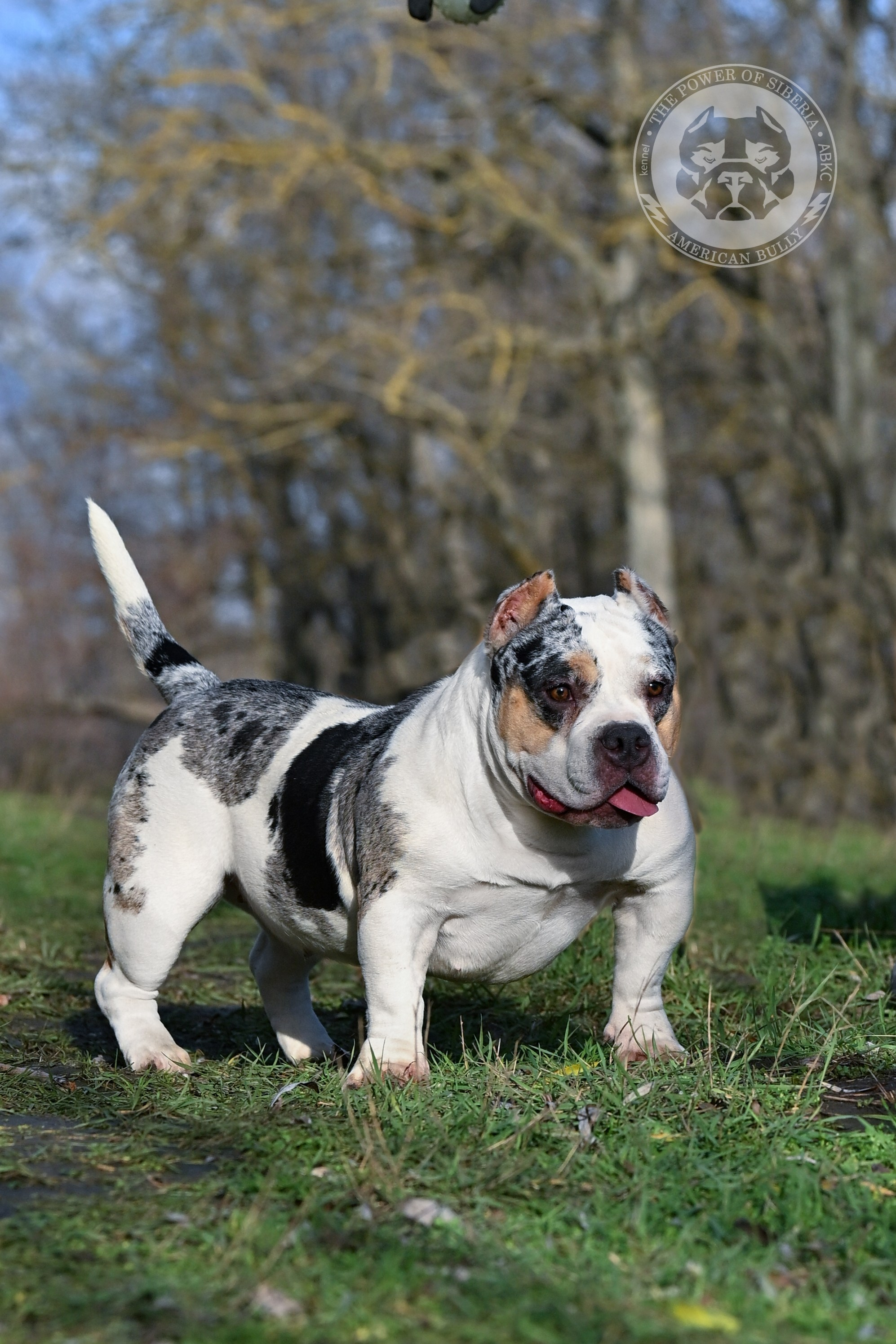 THE POWER OF SIBERIA BAFFI. Американский Булли в г. Ростов-на-Дону. Питомник THE POWER OF SIBERIA