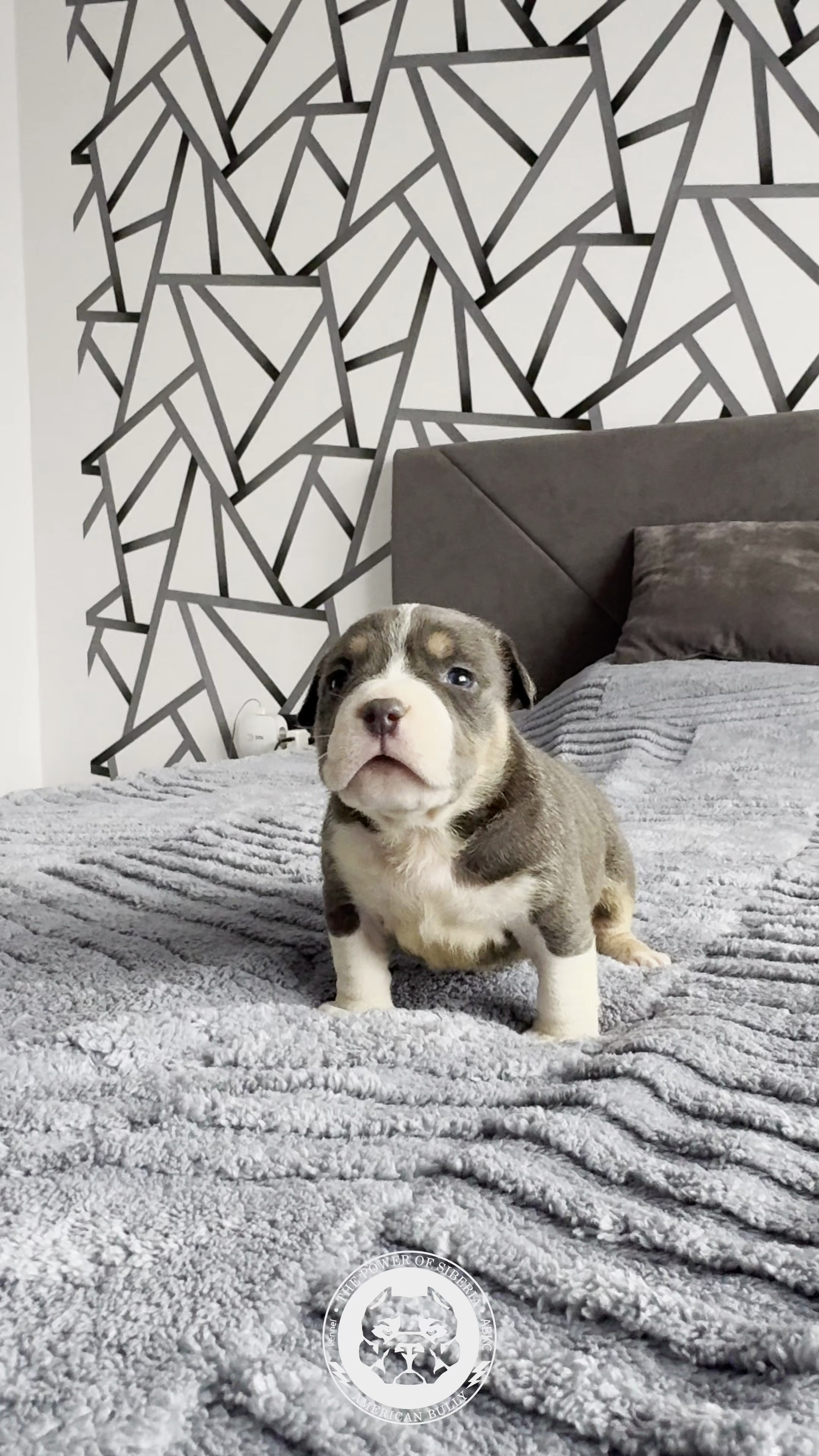 Свободные щенки Американский Булли, в типах покет, классик, стандарт. Американский Булли в г. Ростов-на-Дону. Питомник THE POWER OF SIBERIA