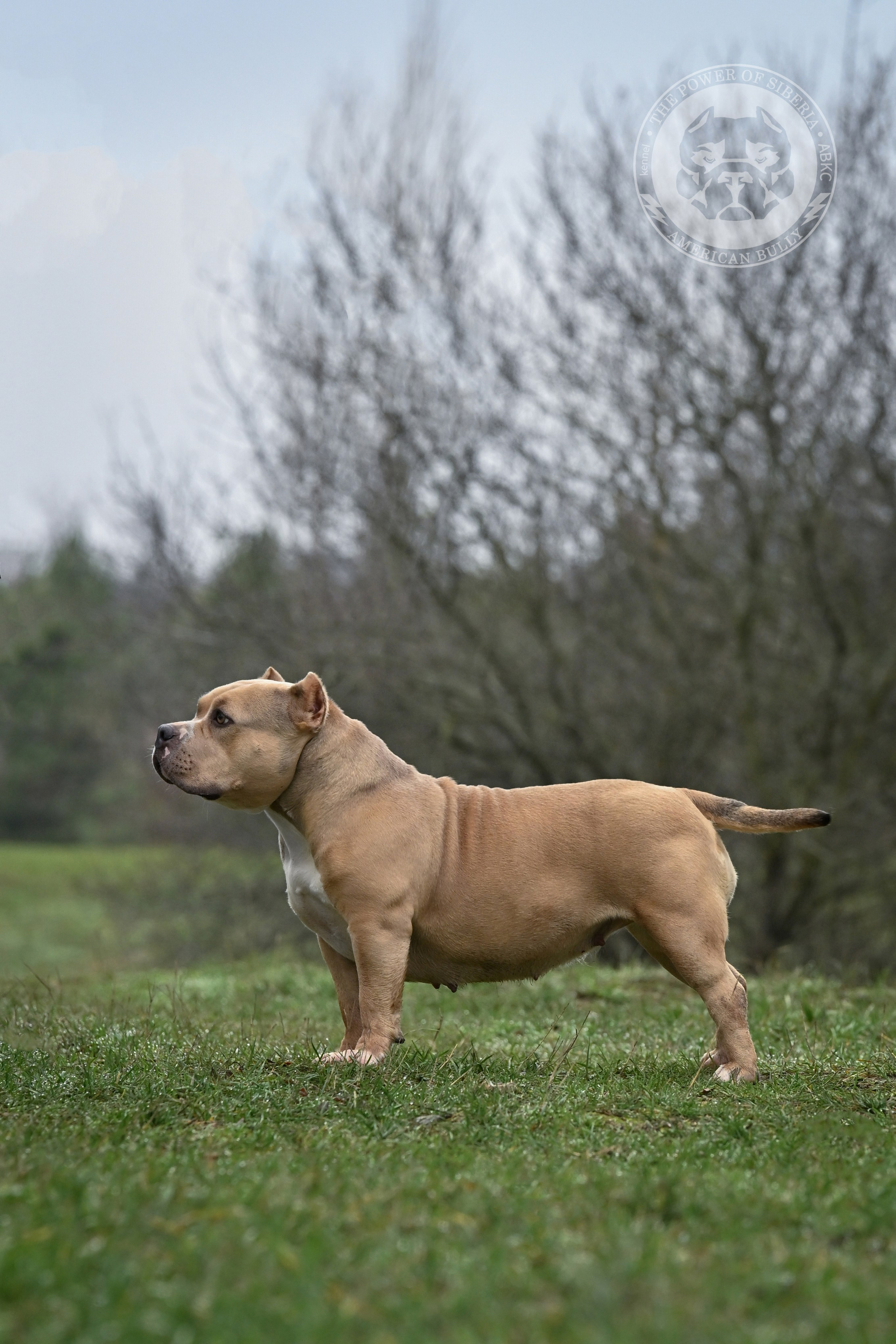 Декабрь 2025. Американский Булли в г. Ростов-на-Дону. Питомник THE POWER OF SIBERIA