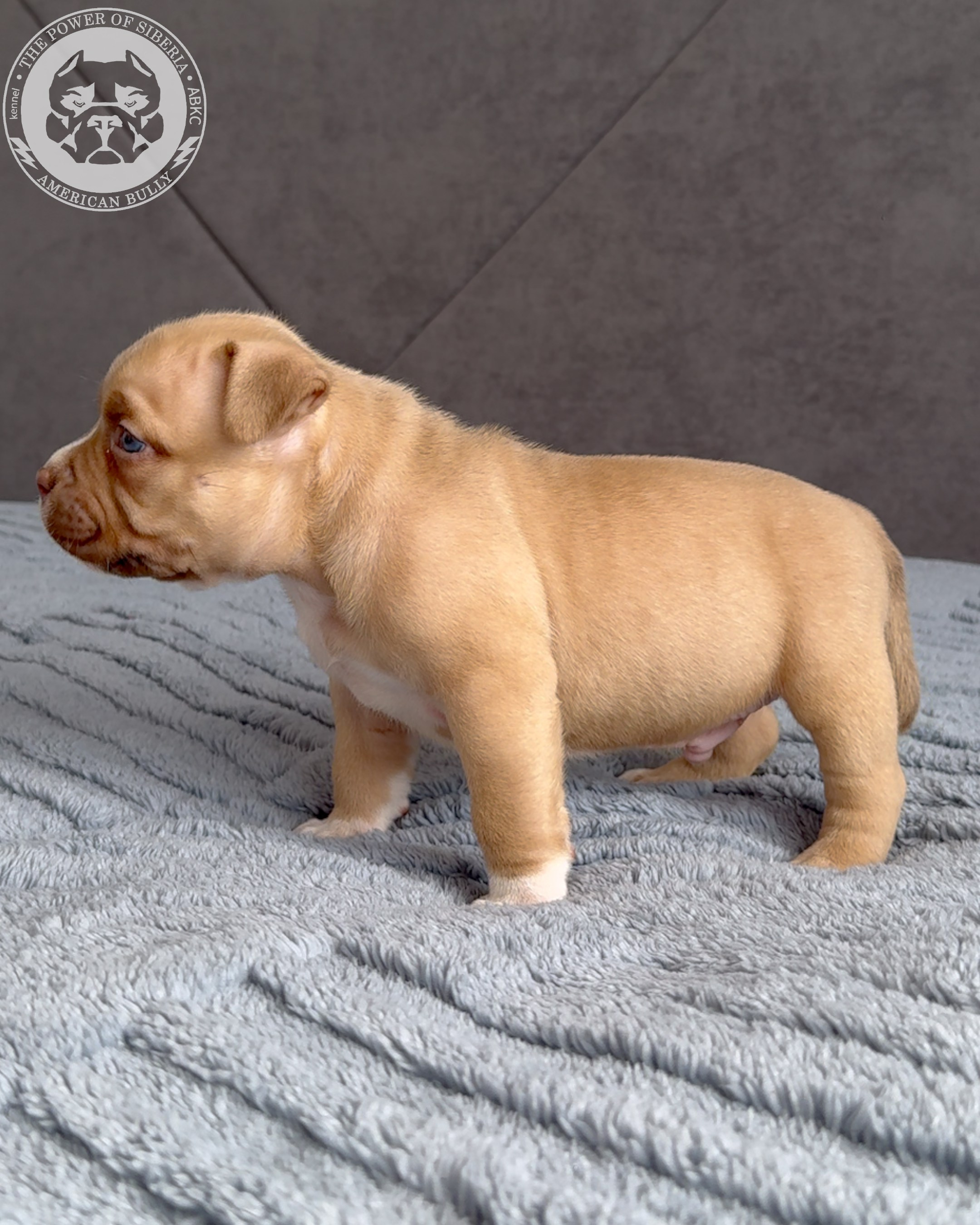 Свободные щенки Американский Булли стандарт и Свободные щенки Американский Булли классик. Американский Булли в г. Ростов-на-Дону. Питомник THE POWER OF SIBERIA
