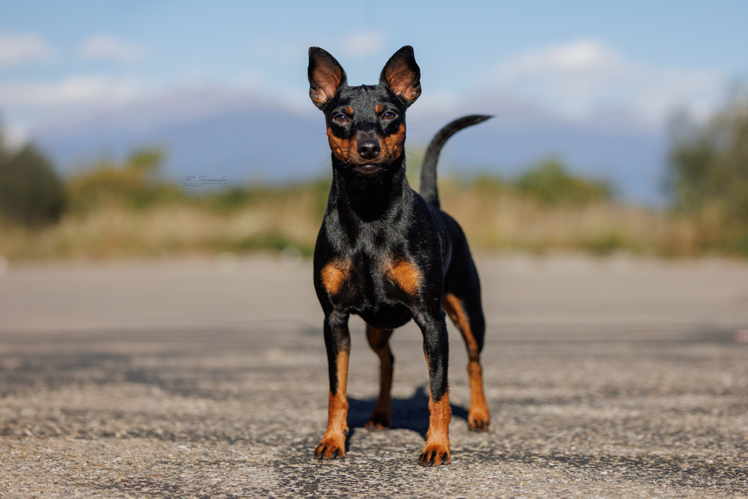 Телави 11-12.10.2025. Фотограф-анималист Юлия Германика