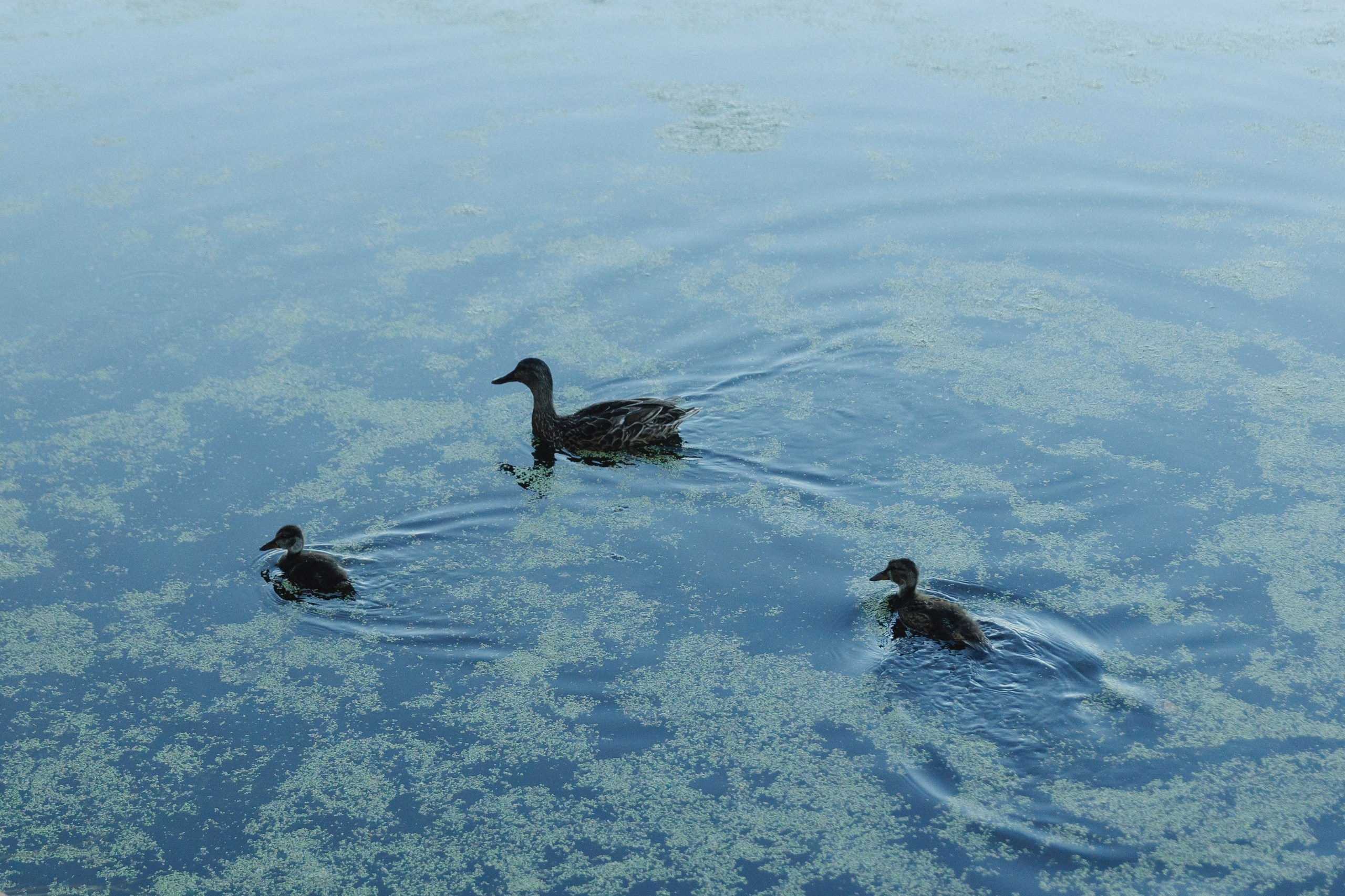 White wedding. Организация свадеб тюмень