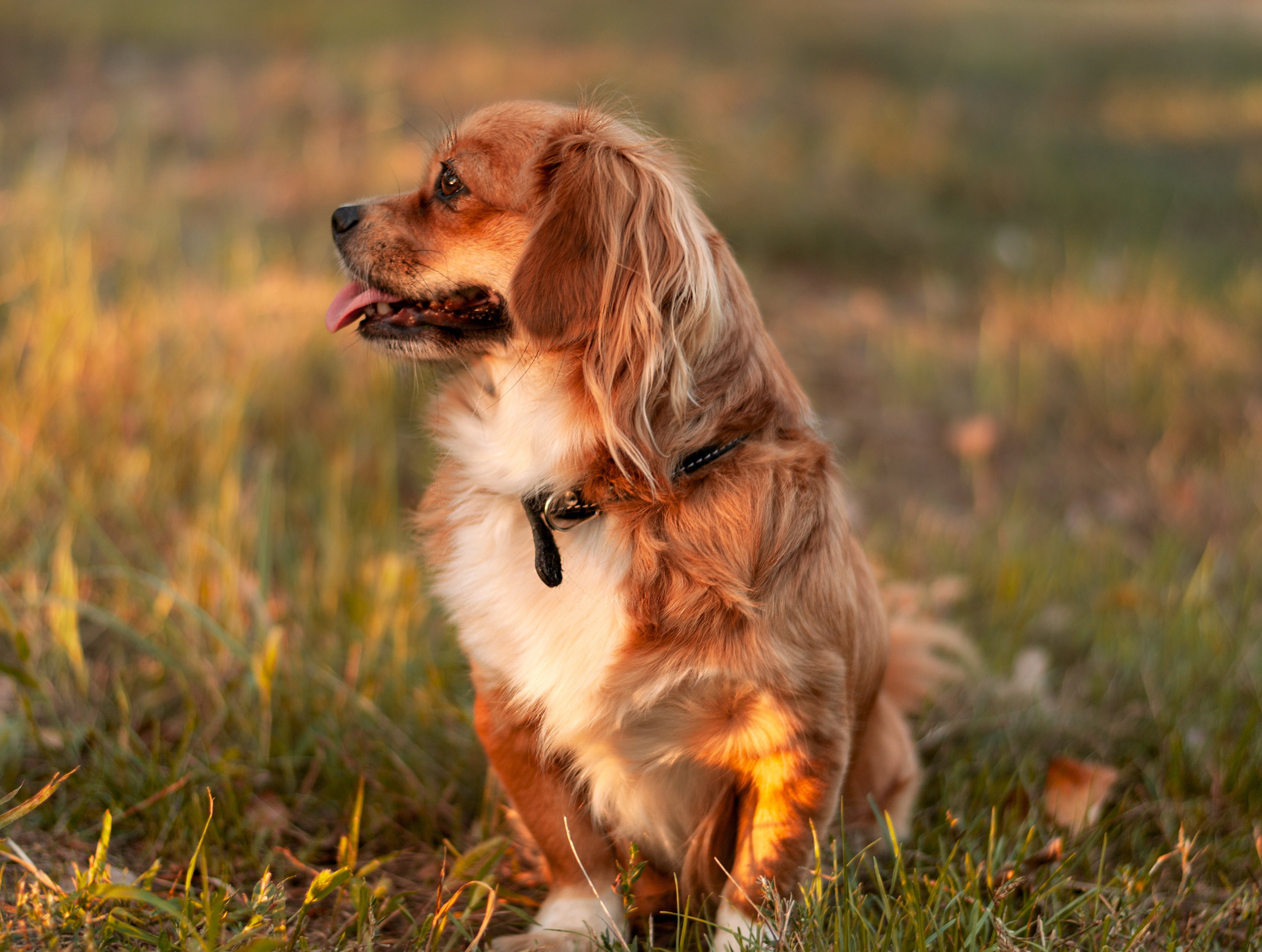 Домашние питомцы и их люди. Фотограф в Краснодаре Людмила Панченко