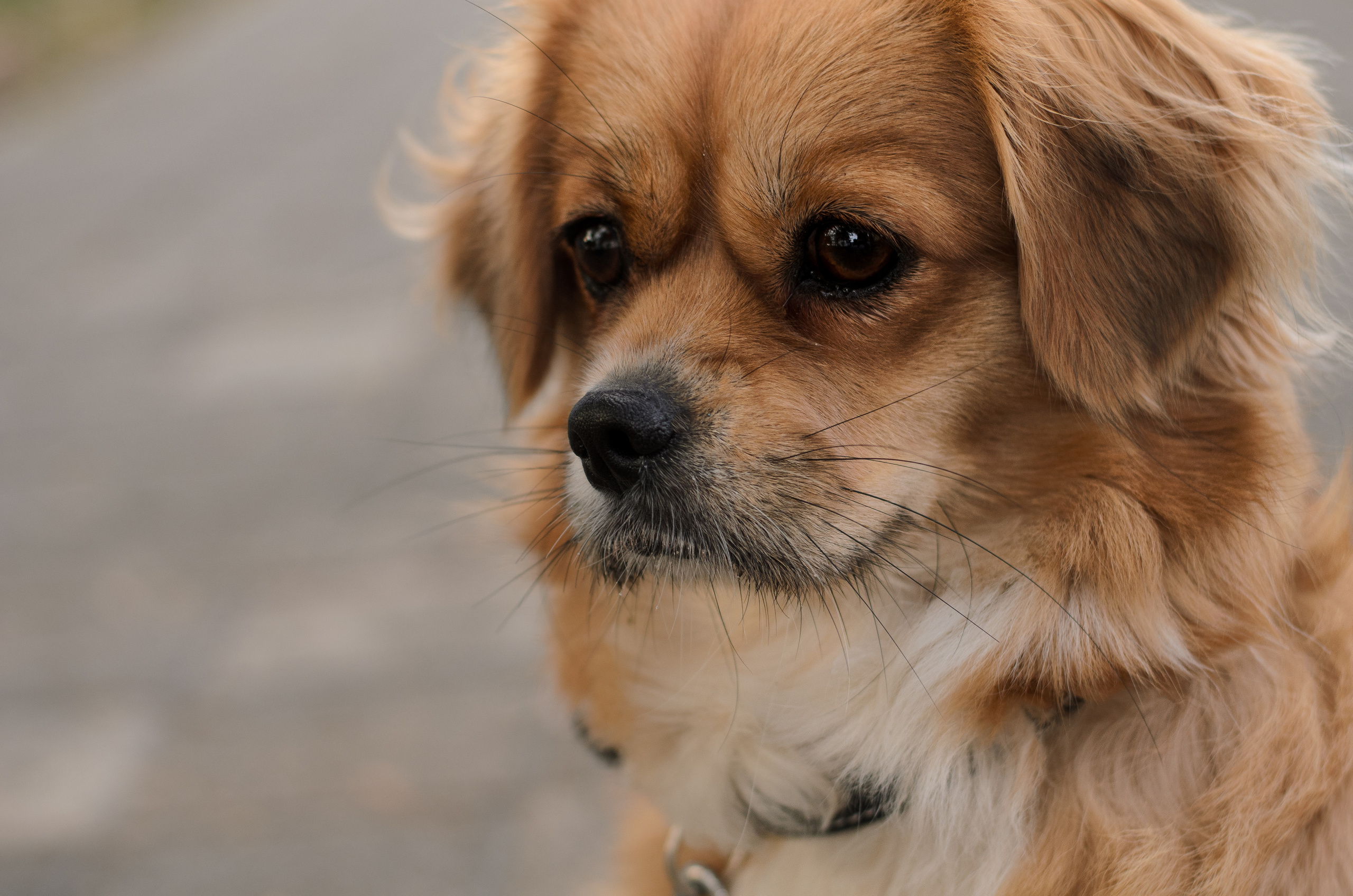 Домашние питомцы и их люди. Фотограф в Краснодаре Людмила Панченко