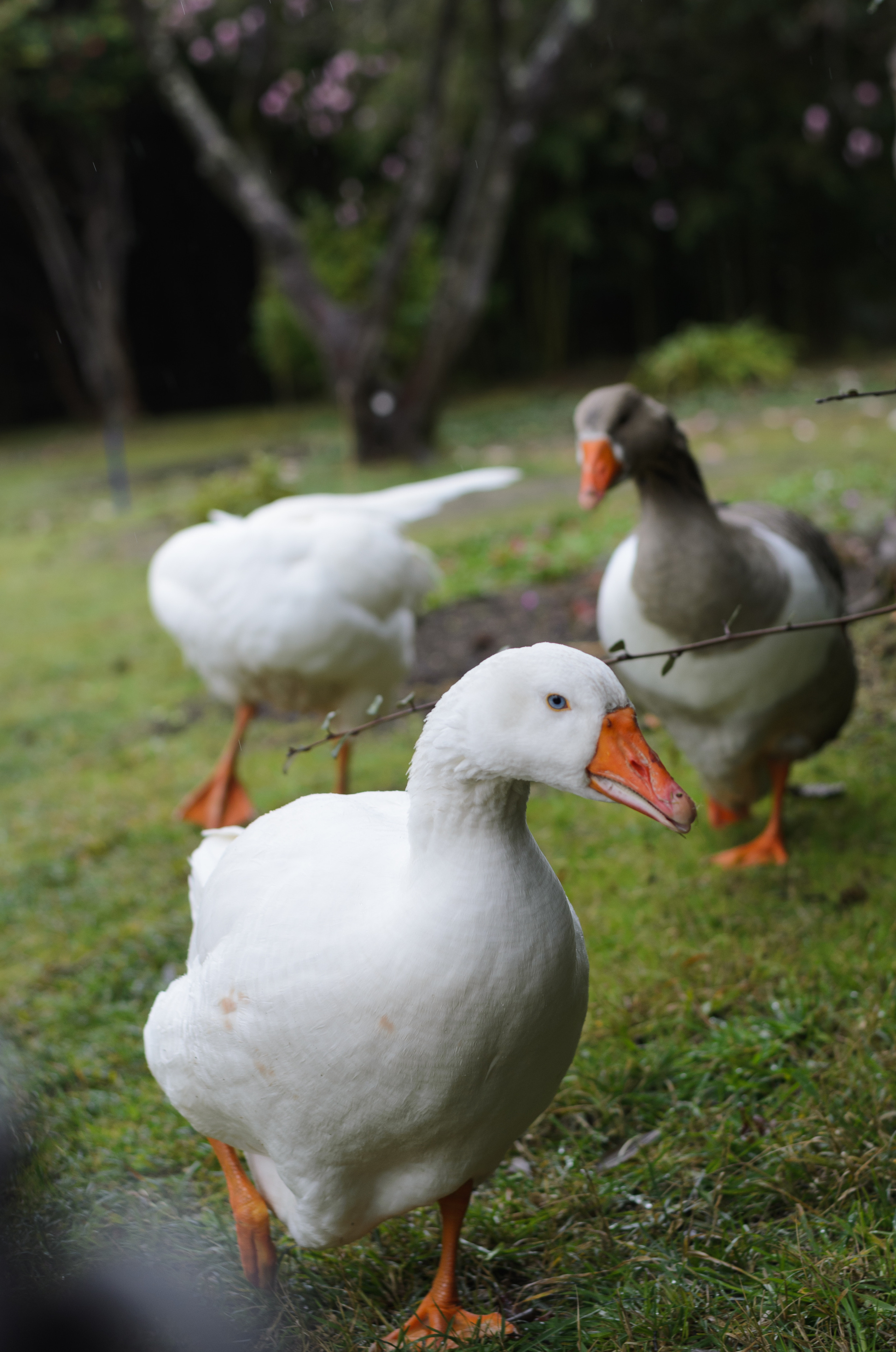 Домашние питомцы и их люди. Фотограф в Краснодаре Людмила Панченко