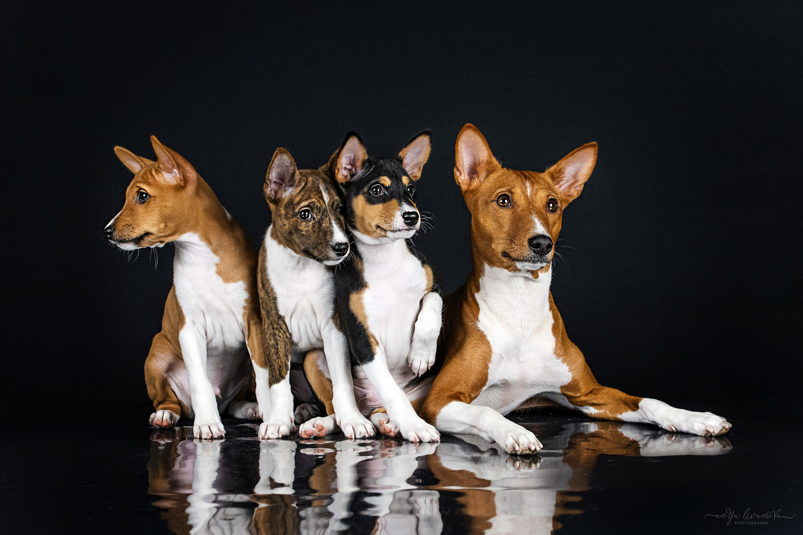 Басенджи. Фотограф анималист Аня Ливанова | Рыбинск